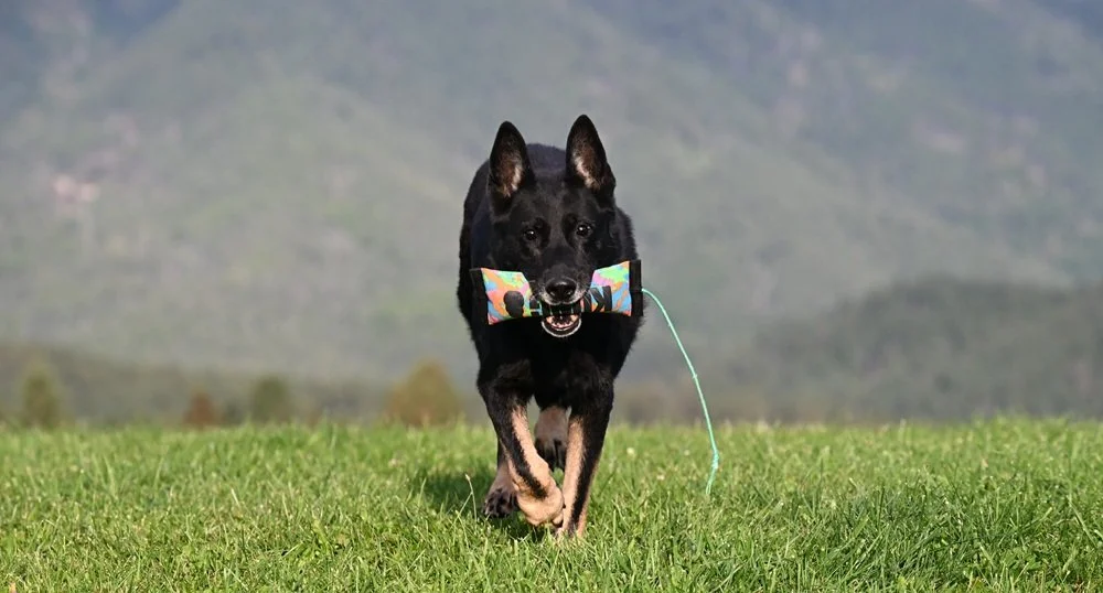 Current photo of Xurk at 13 yrs and 3 months; CGCA CGCU TD TDU FITB ACT1 VSWB ACT 1J RN (RN title earned at 12.7 years of age with scores of ( 91 / 91/ 73 ). Remarks; Judge Nancy Watson "what a nice team, his eagerness to work with you was truly deli