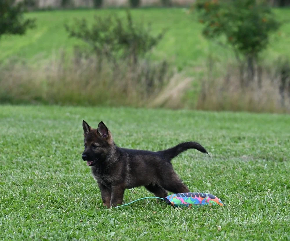 Pink collar female.  We call her "Pistol" pink.....enough said!