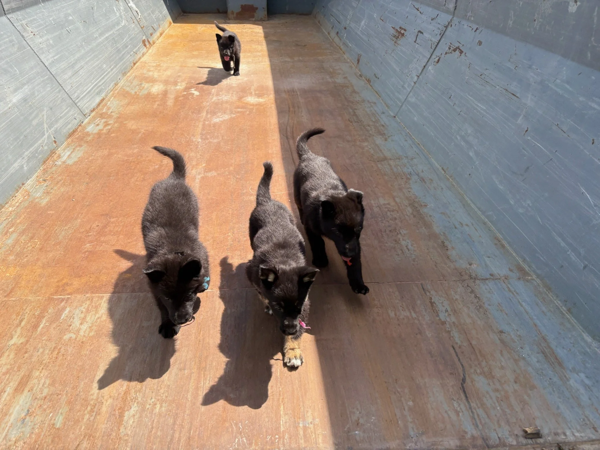 At neighbors' place exploring new areas,  empty dumpsters, wood sheds,.... 