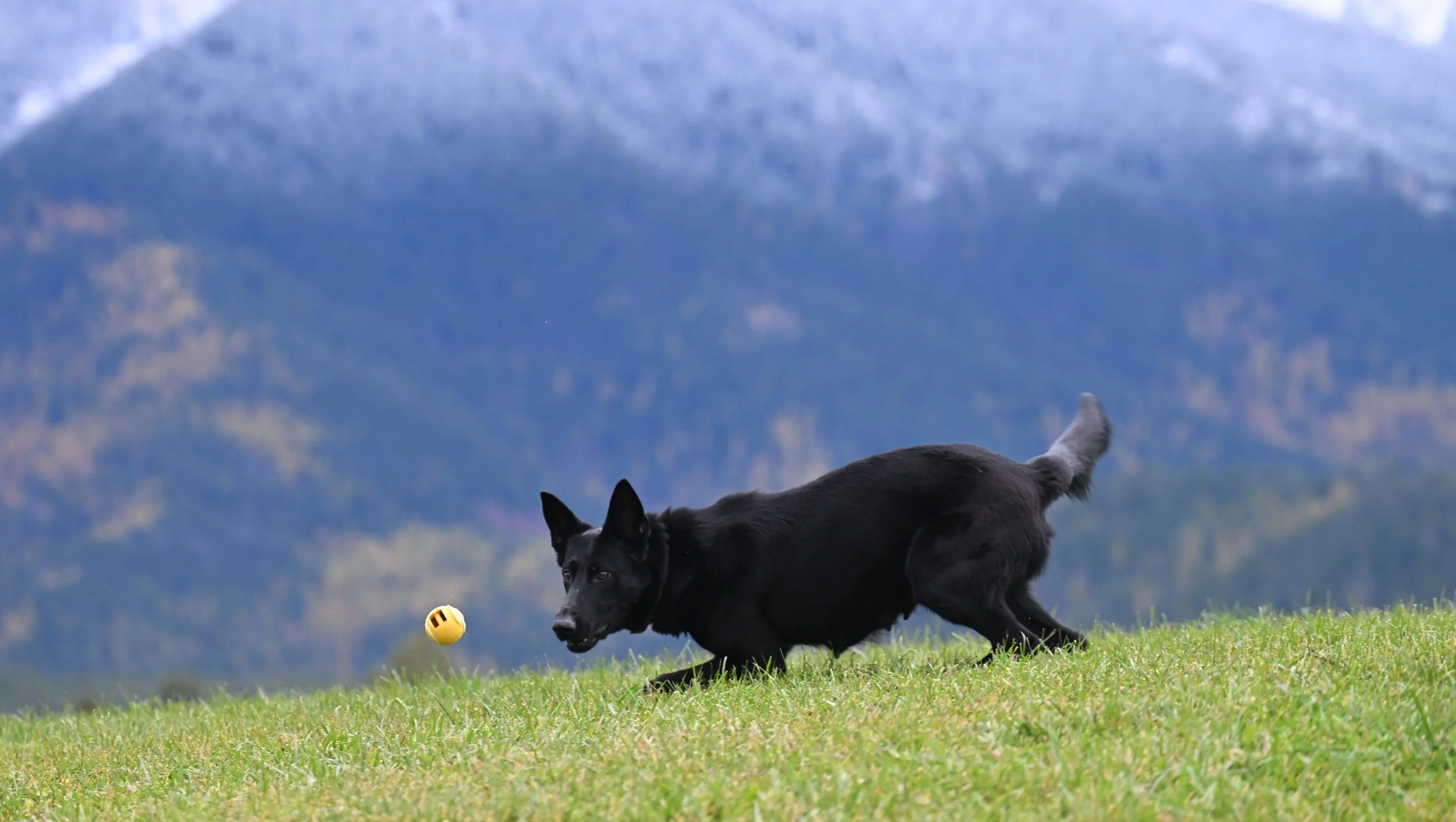 A break from pups for some play outside. Sweet Indigo, a calm caring brood to her pups. and an incredibly well-bred female of strong drive.