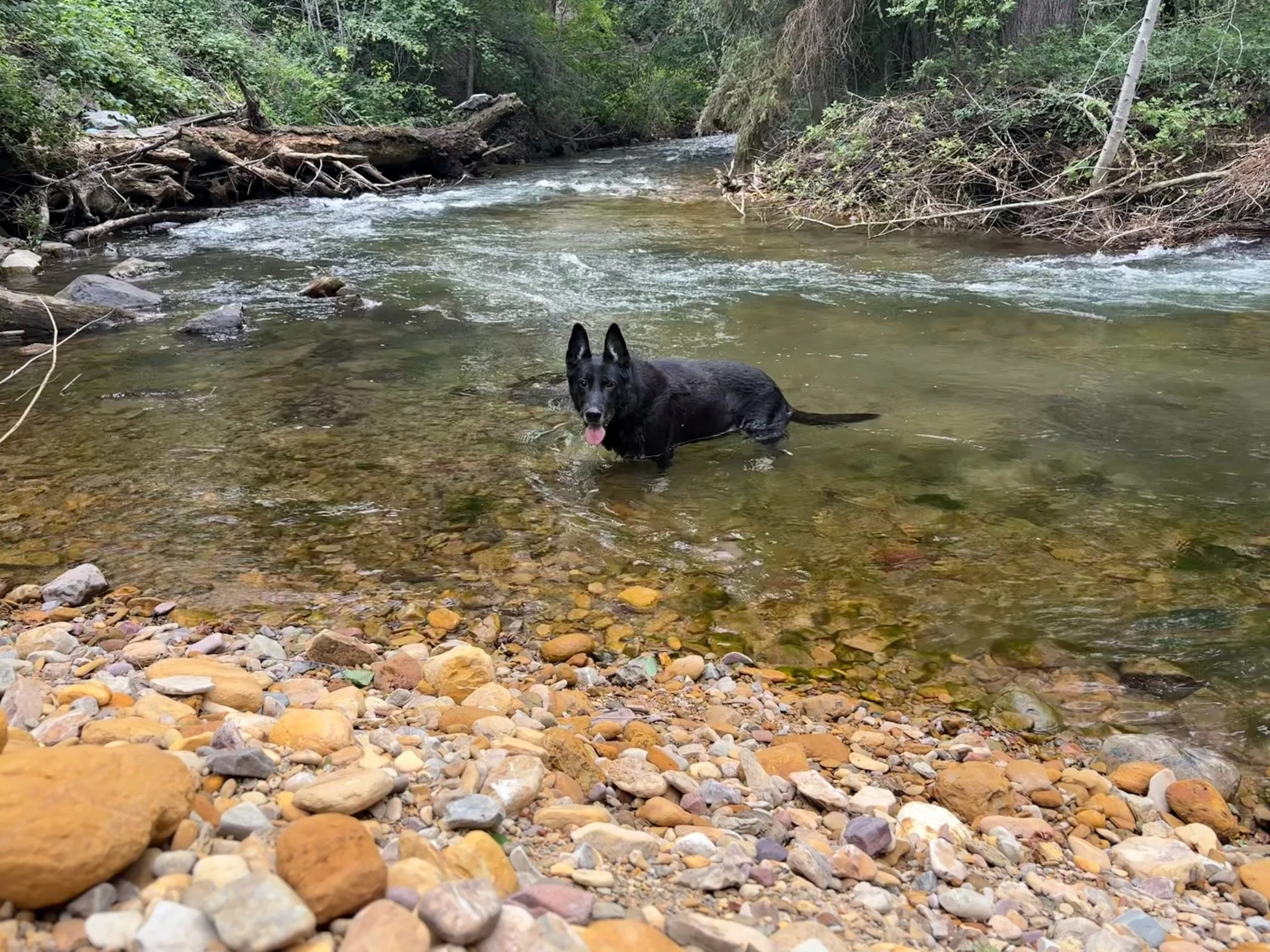 In his 13th year now, Xurk still enjoys a daily dip in the creek.