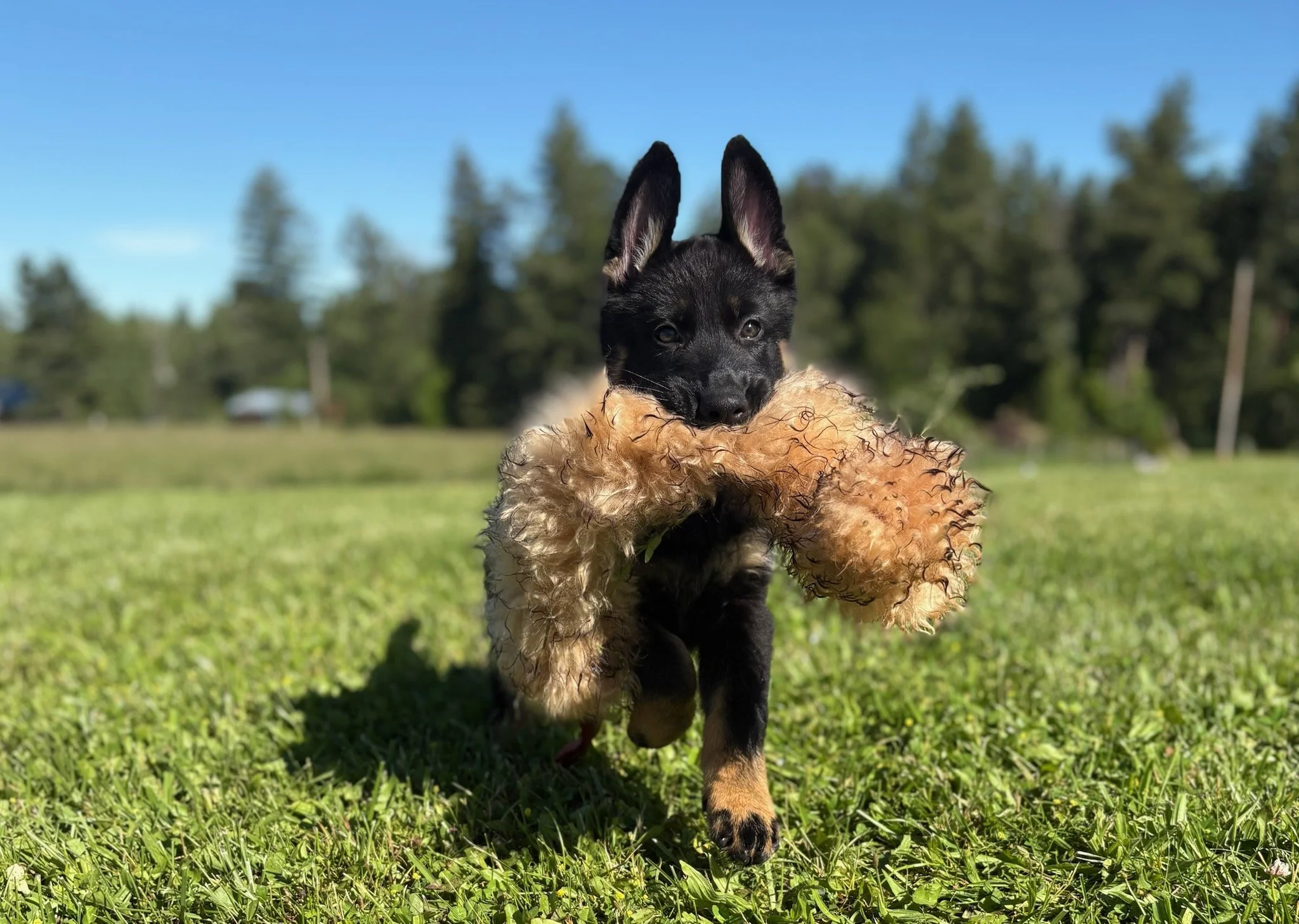 May be available. Female pup with good working potential.  Please reach out for details.