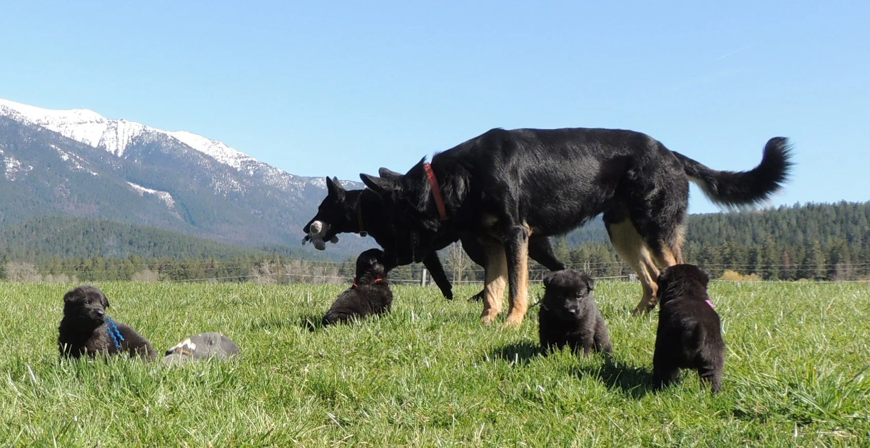 sire Jack is a gentleman around little 4-week-old pups. 