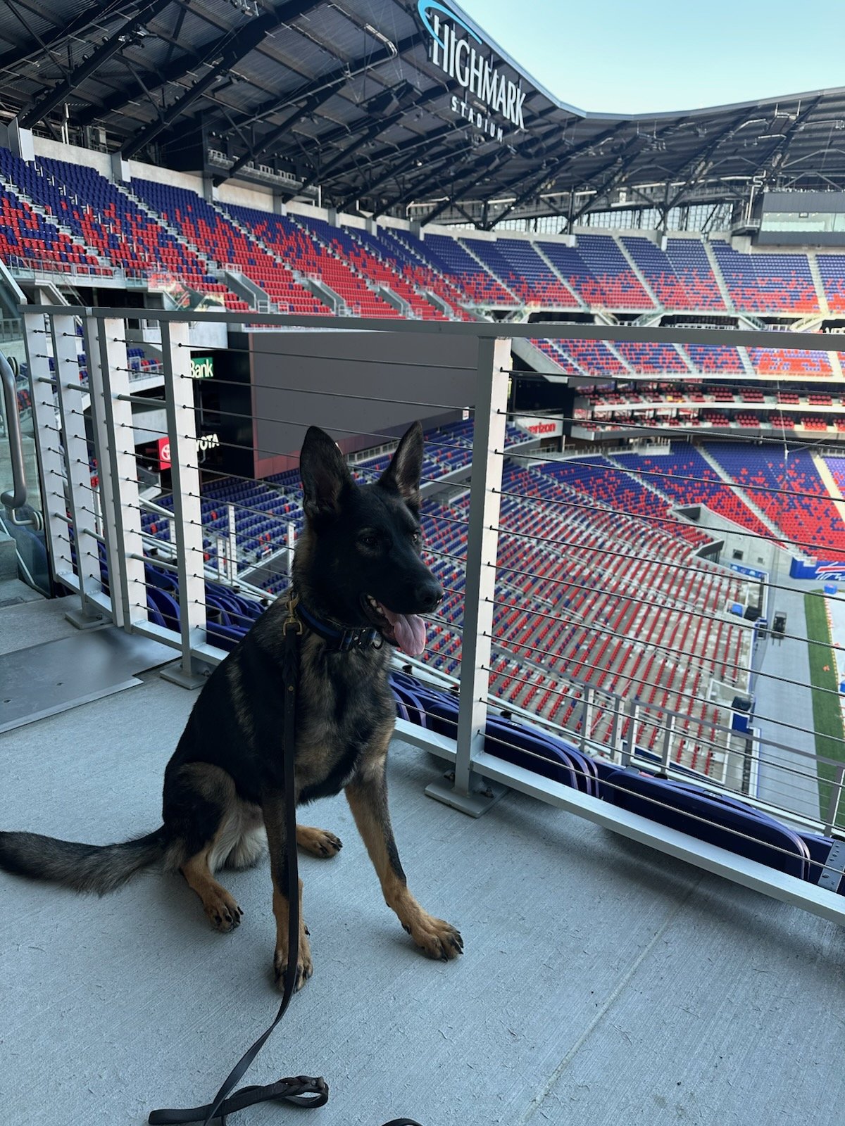 A young son of Brec.  Photo taken during a break in training at the new stadium where he performed his first "sweep" and screening of a few carts.  This male has good health, superb character, lives in a multi dog household with little children witho