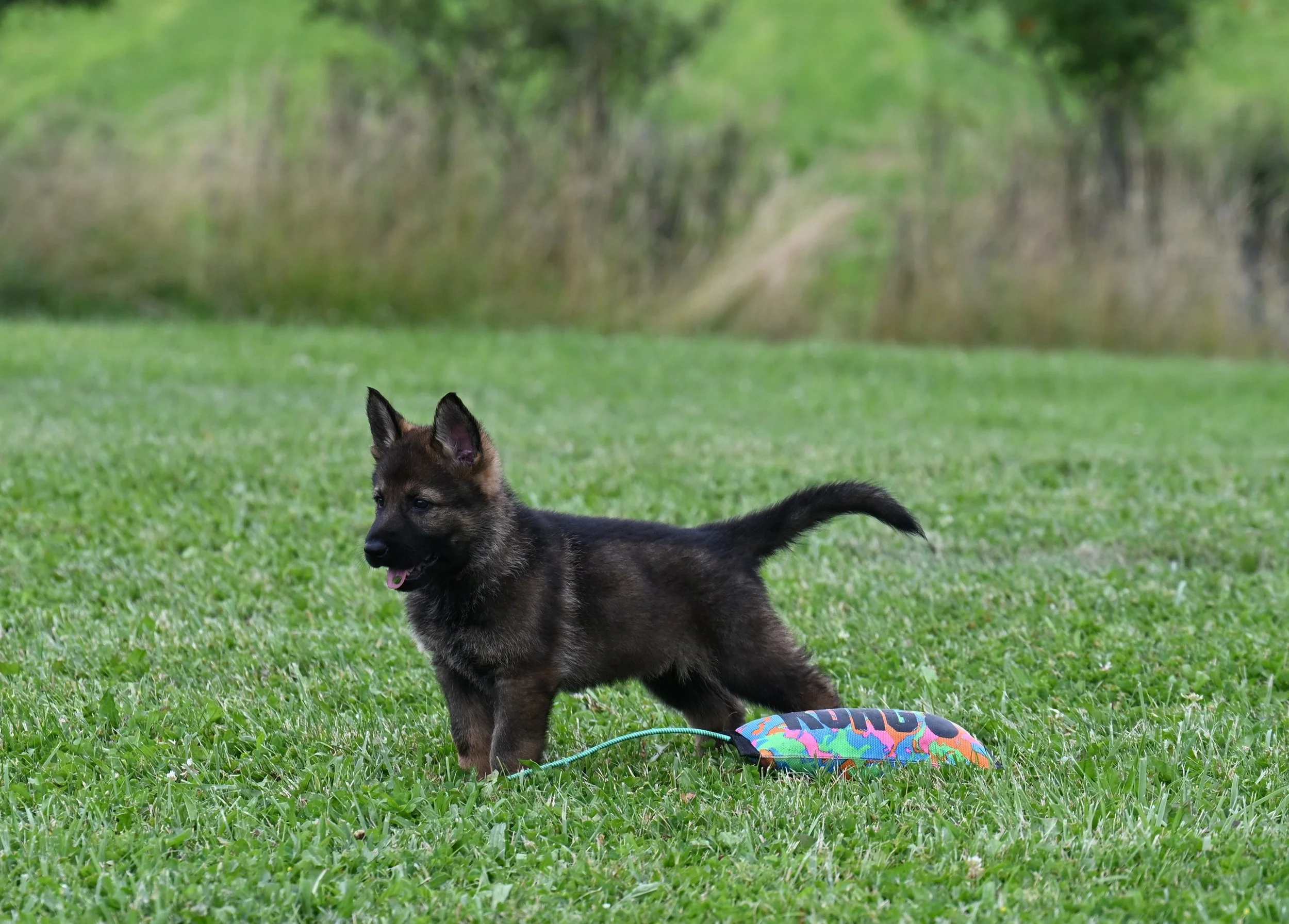 A stunning looking daughter of Jack.  Social with nice drives for training.  She is with long time- repeat client in NM