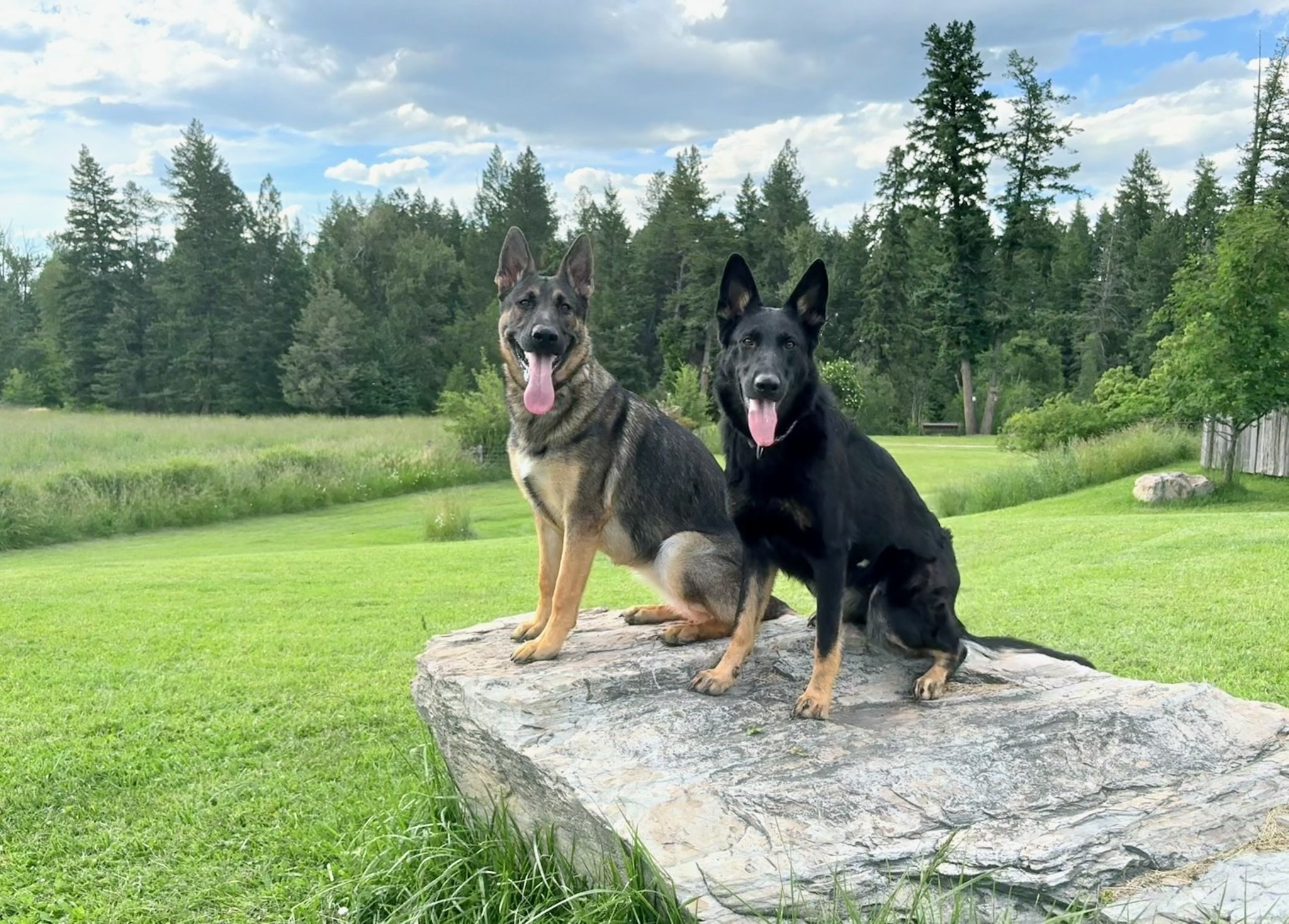 Monet & Sky. Young females carrying the precious blood of PSD Donner vom Haus Shoal & Balli Panta Rei.
