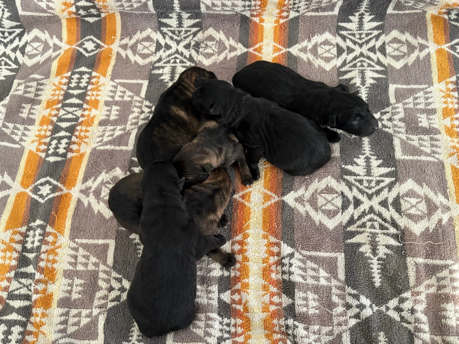 A healthy, beautiful litter from Yogo & Jack.  Pups are just a few hrs old in photo and are all reserved.