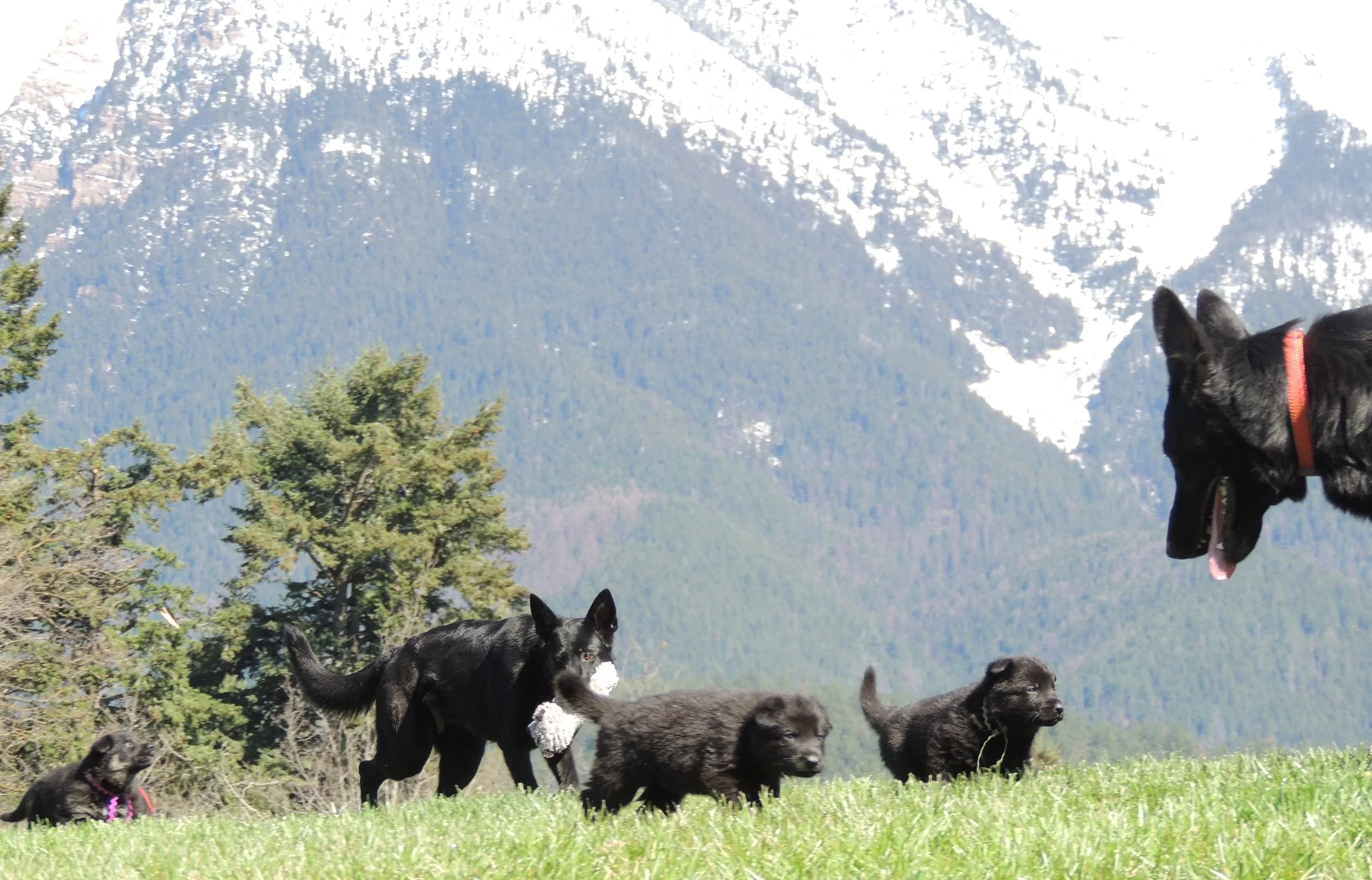 All photos at just under 4 weeks,