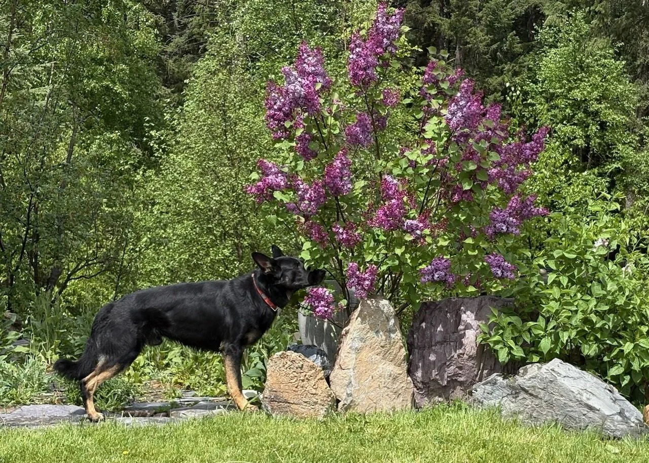 Jack, taking time to stop and smell the flowers.