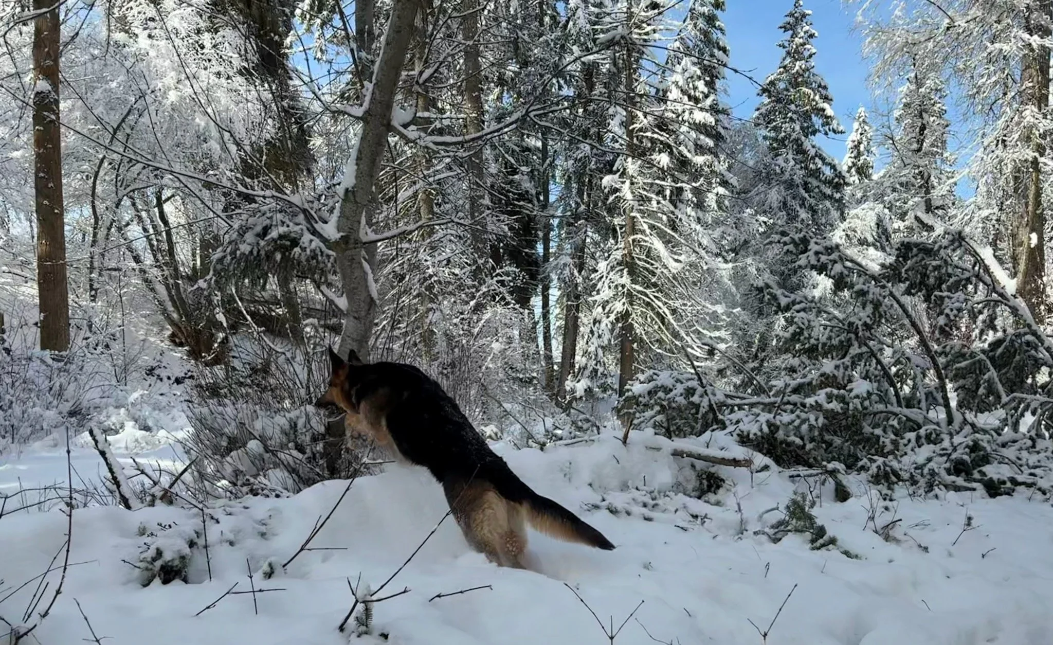 Penny having fun in the snow.
