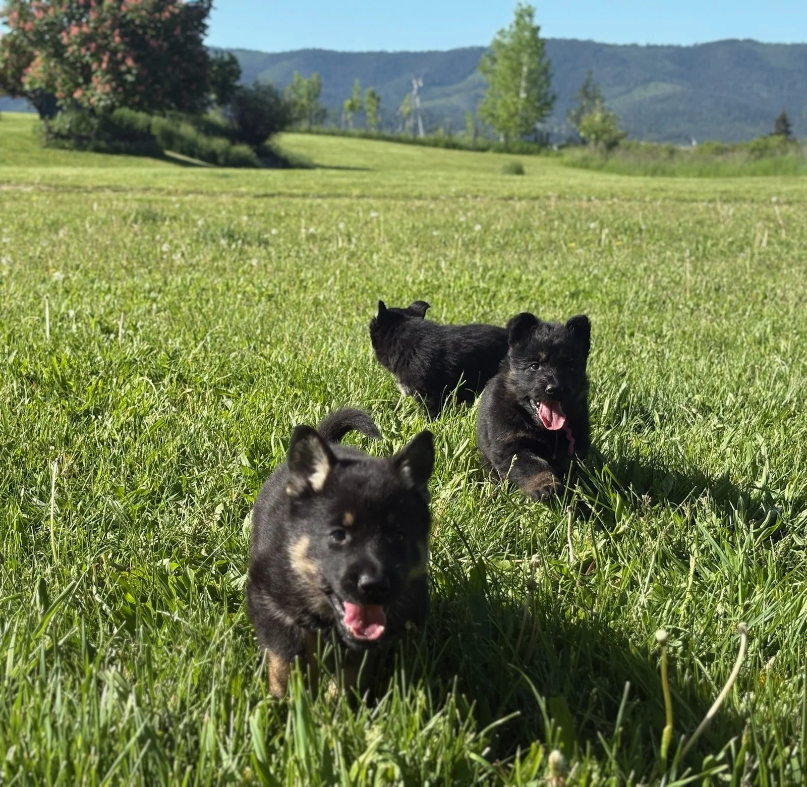 IMG_6678.jpg