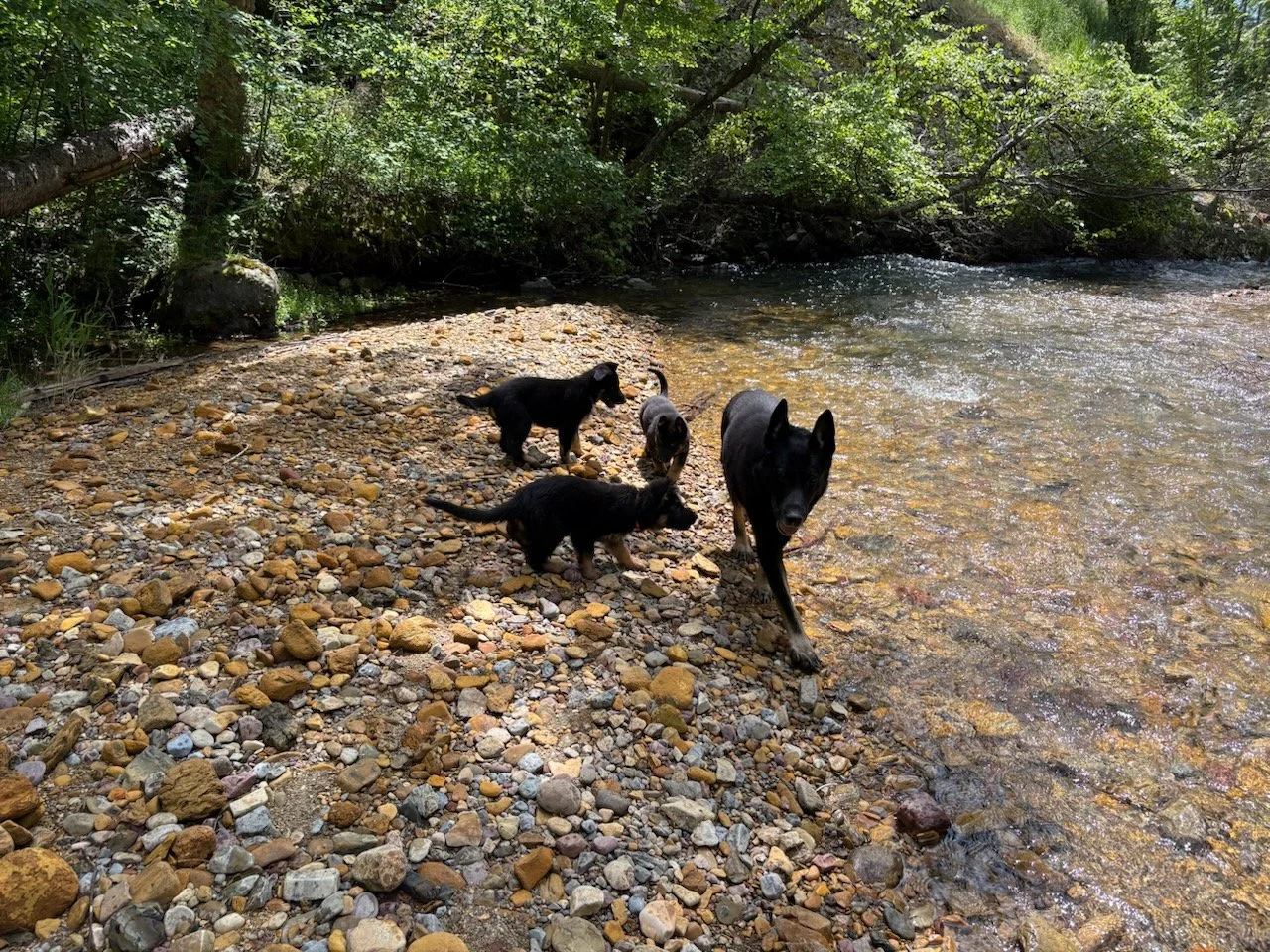 At 13 yrs of age, Xurk remains a fixture in our daily life & helping with the raising of our litters with his bomb proof character & lending his confidence to little pups during new exposure.