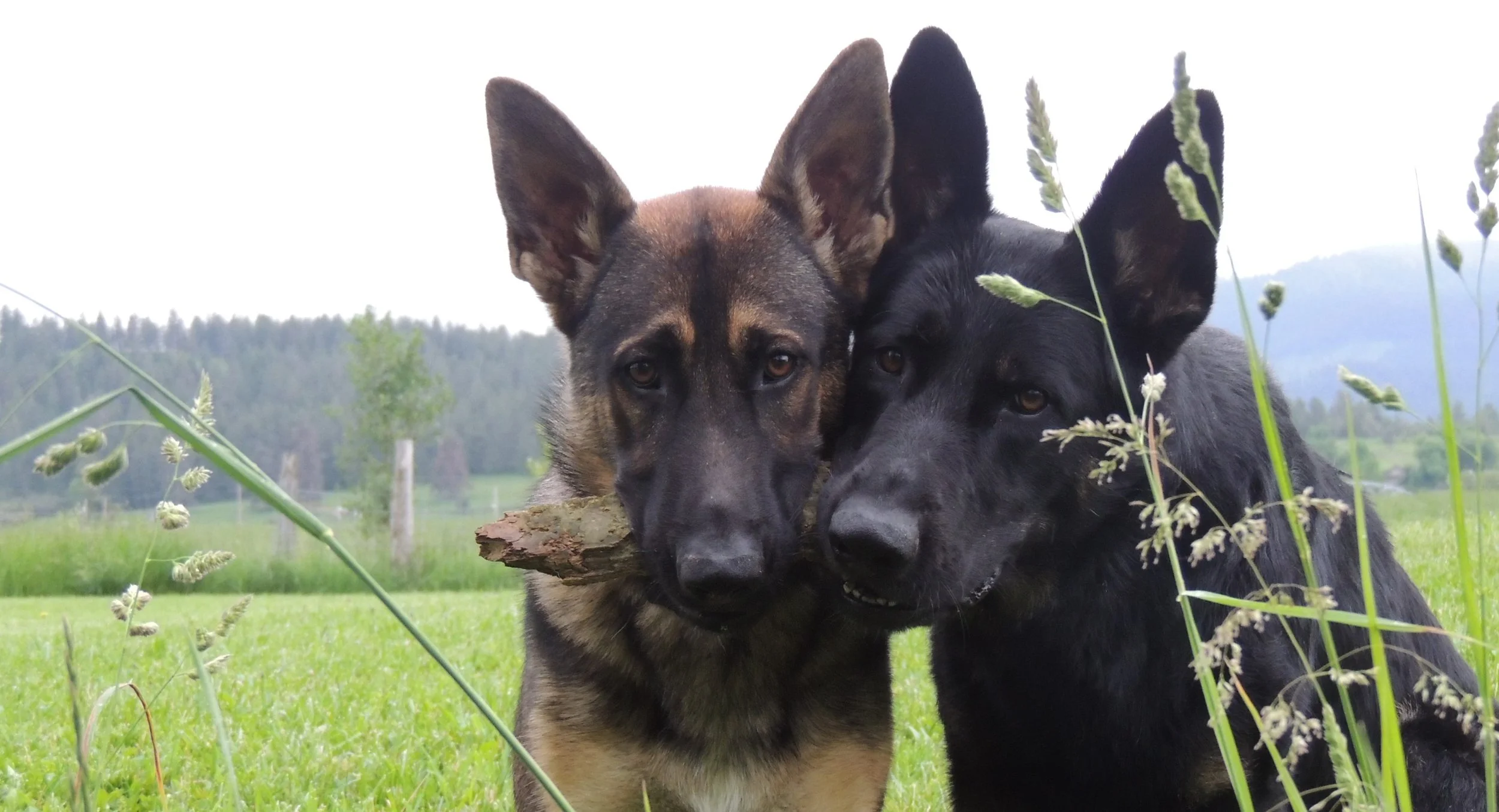 Someone has the short end of the stick!