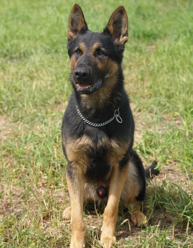K9 Tug; dual purpose police service dog CANADA