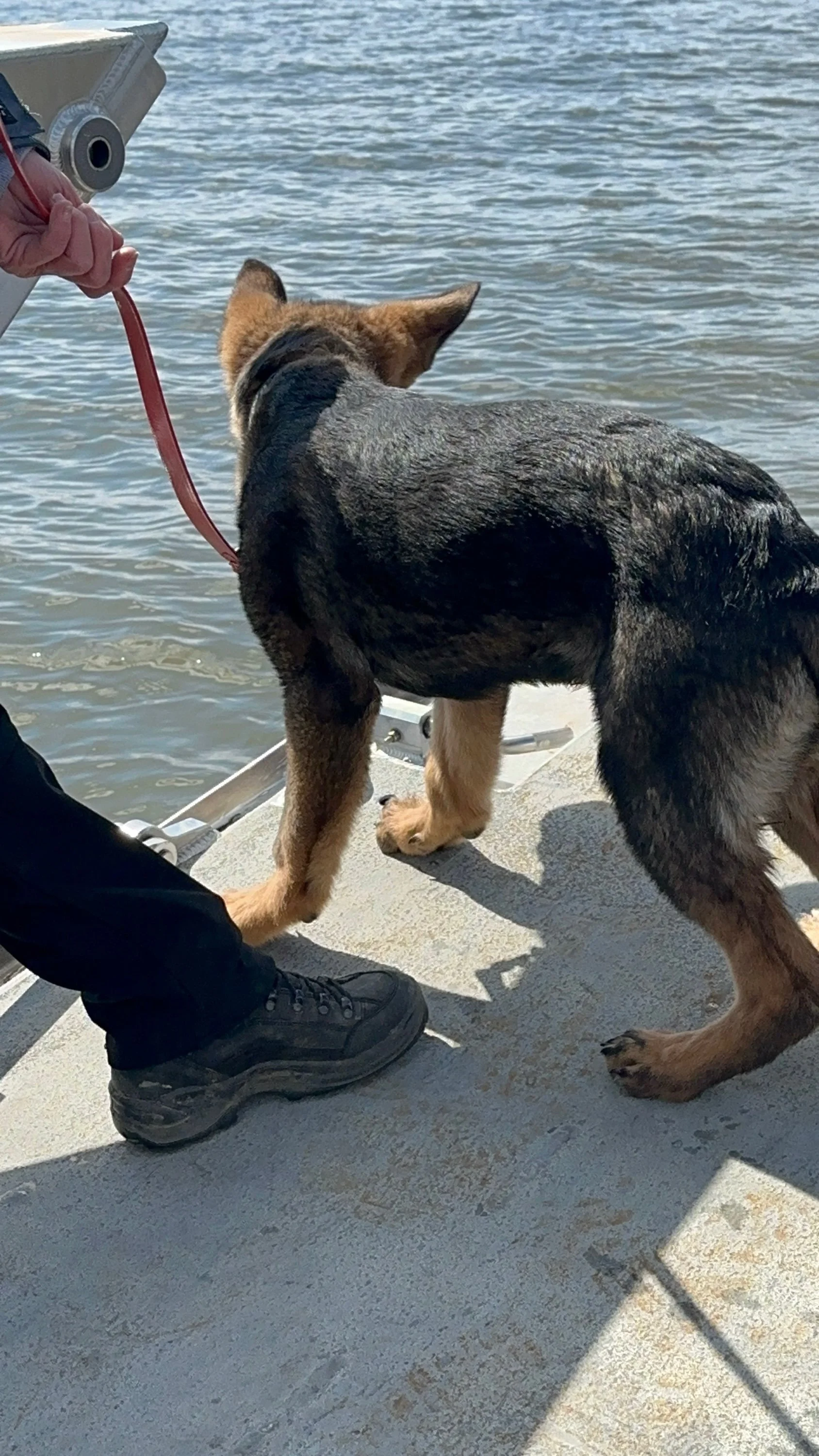 young pup at a seminar getting acquainted with the boat