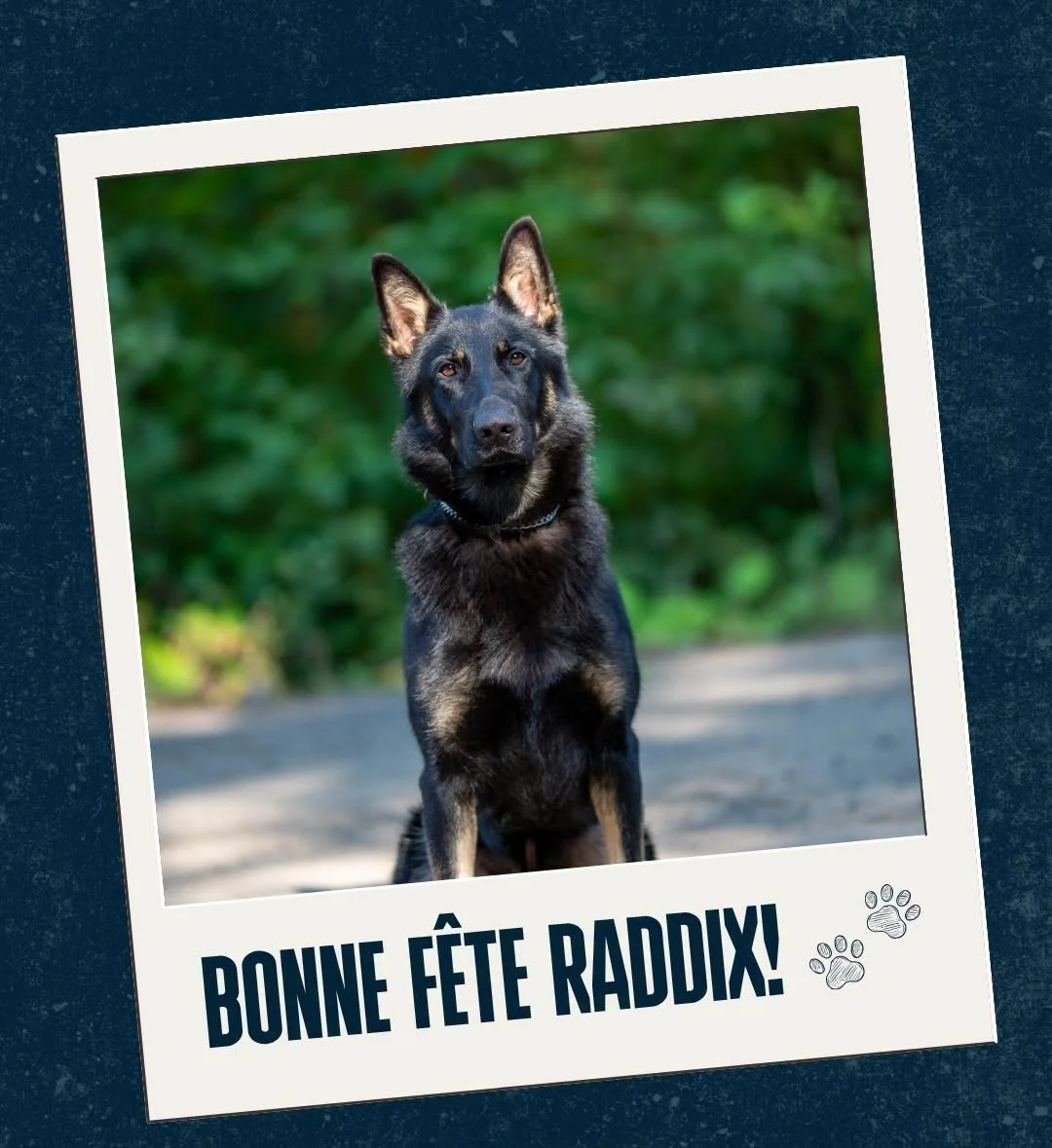 Half brother to PENNY. Operational since  2024, known for exceptional work. Recently discovered $30,000 hidden in a wall, later helped arrest a fugitive suspect following an armed assault by tracking his trail through several back alleys.
Happy b-day