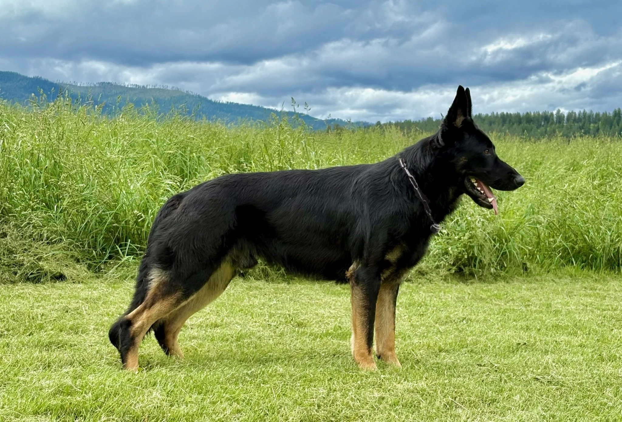 Jack. A very nice looking 23-month-old male. Excellent health, character, hips & elbows.