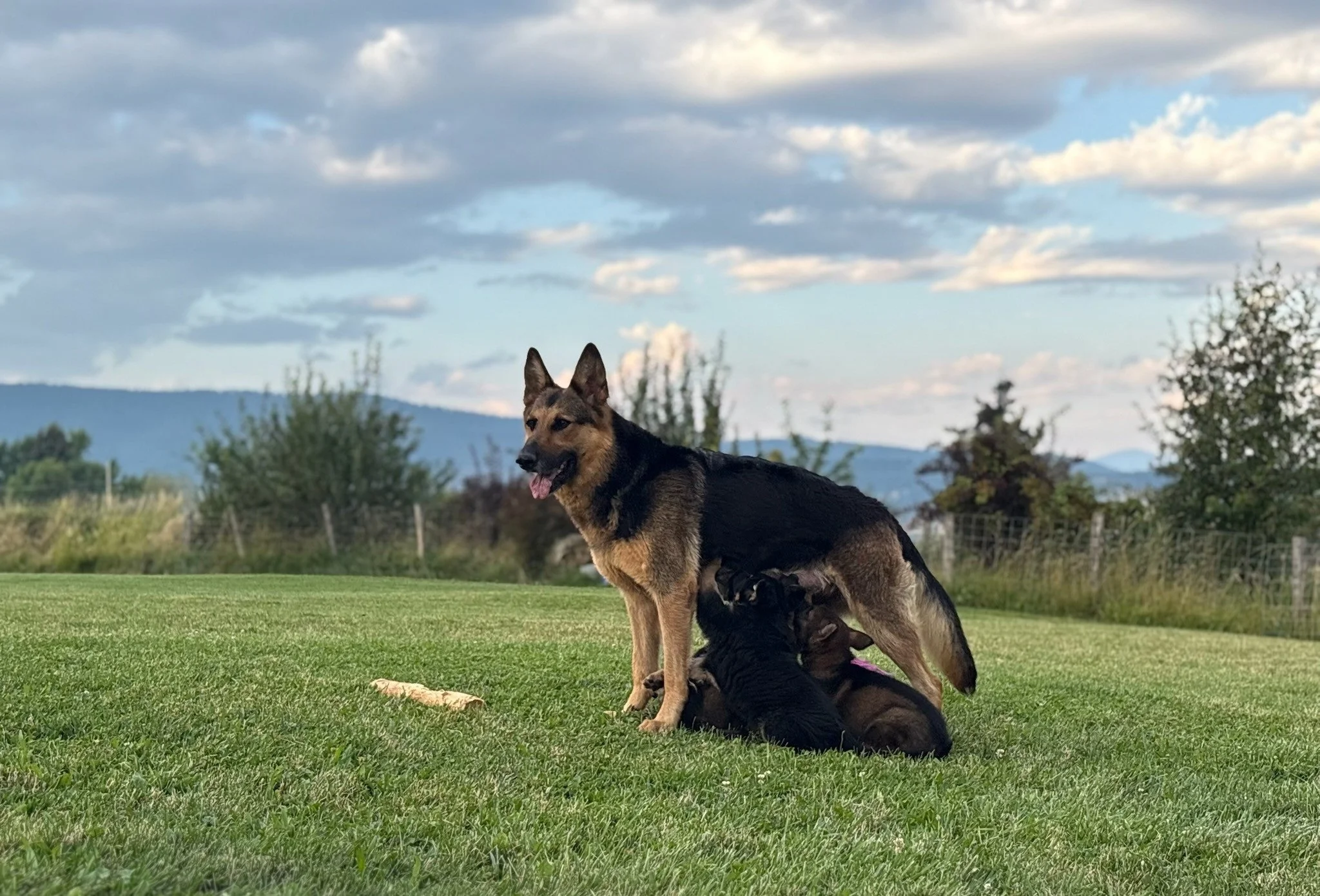 Perfect Sunday morning, gratitude for everything in this life!