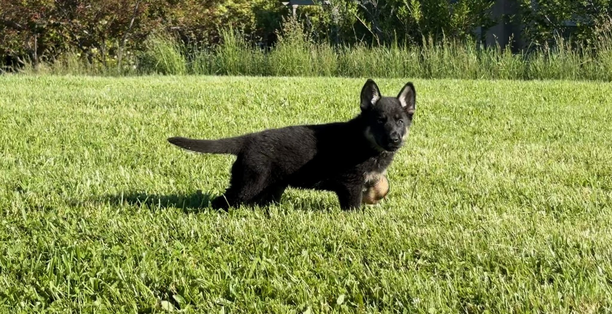 Very nice 6-week-old pup to spend time with. He is also incredible handsome and a son of Jack.
