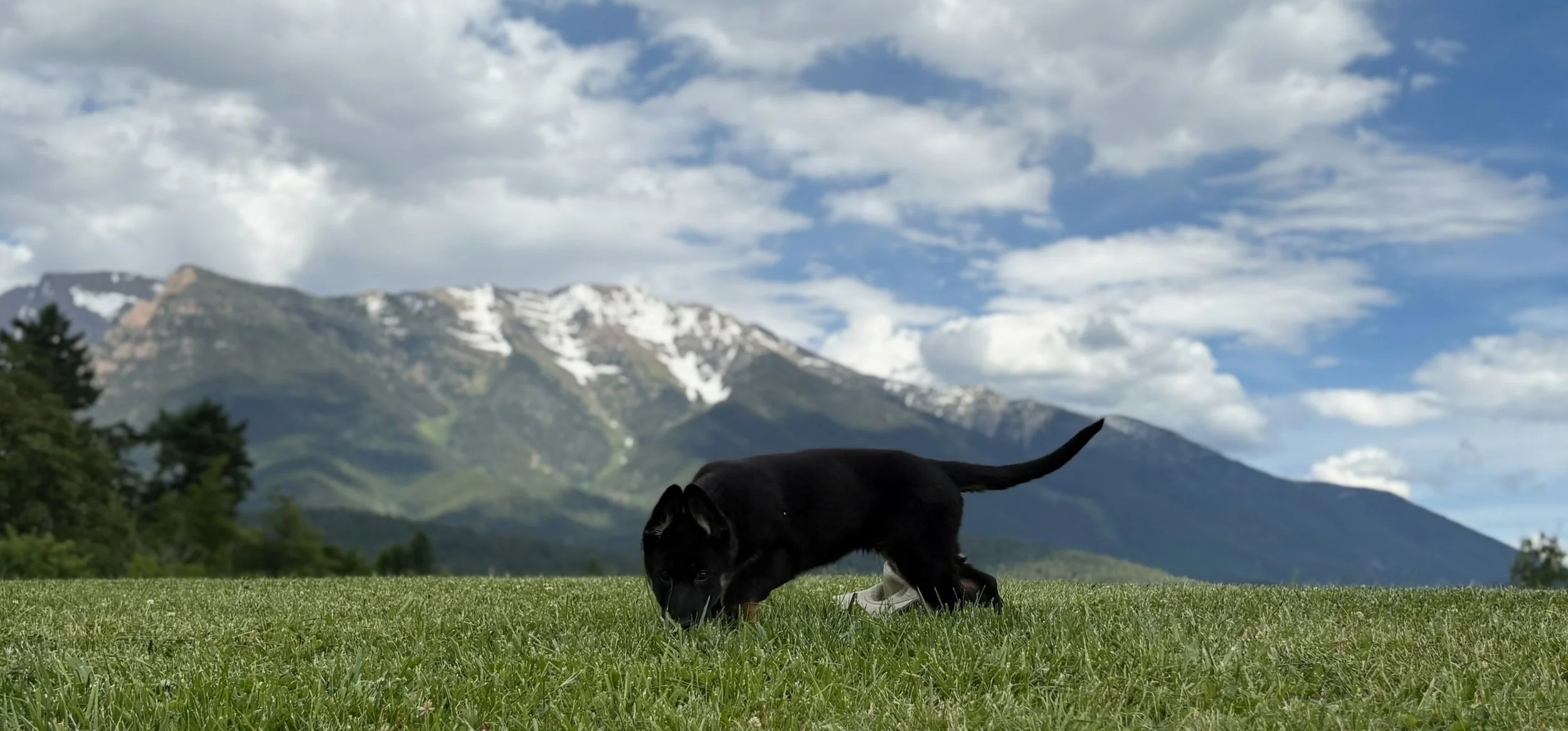 Just a pretty puppy photo to start the week off right!