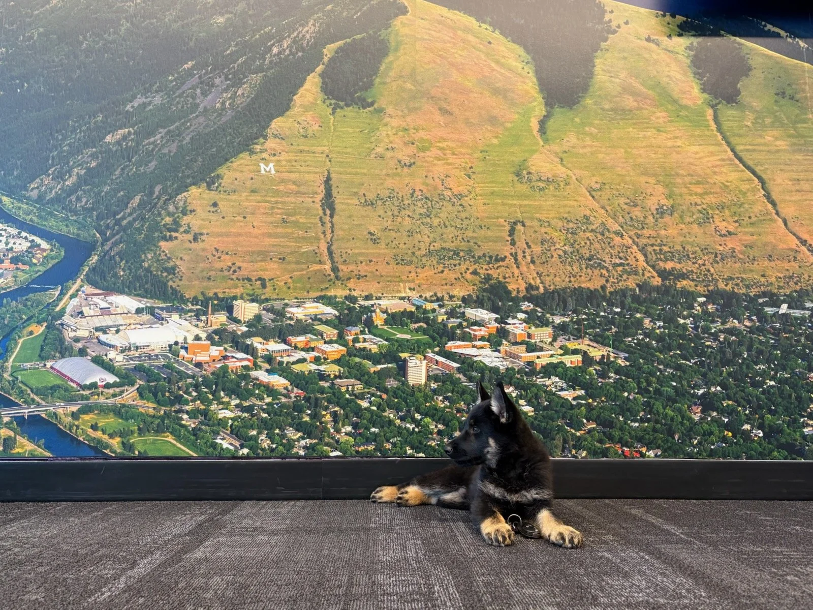 Just relaxing at the airport.  This wonderful pup has a very long journey ahead. Safe travels DaK!