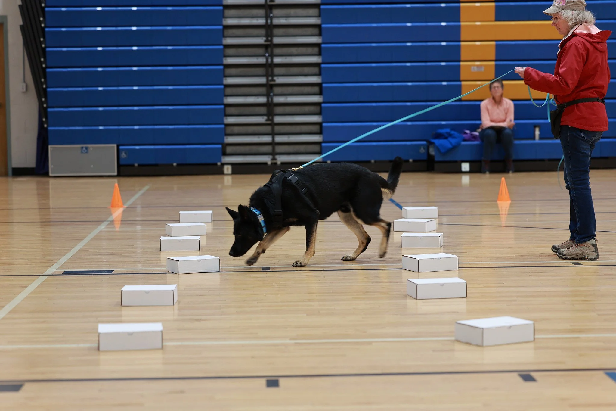 NW1 (P) title pronounced designation awarded in 4 searches!! Fantastic work Cindi and Kobuk