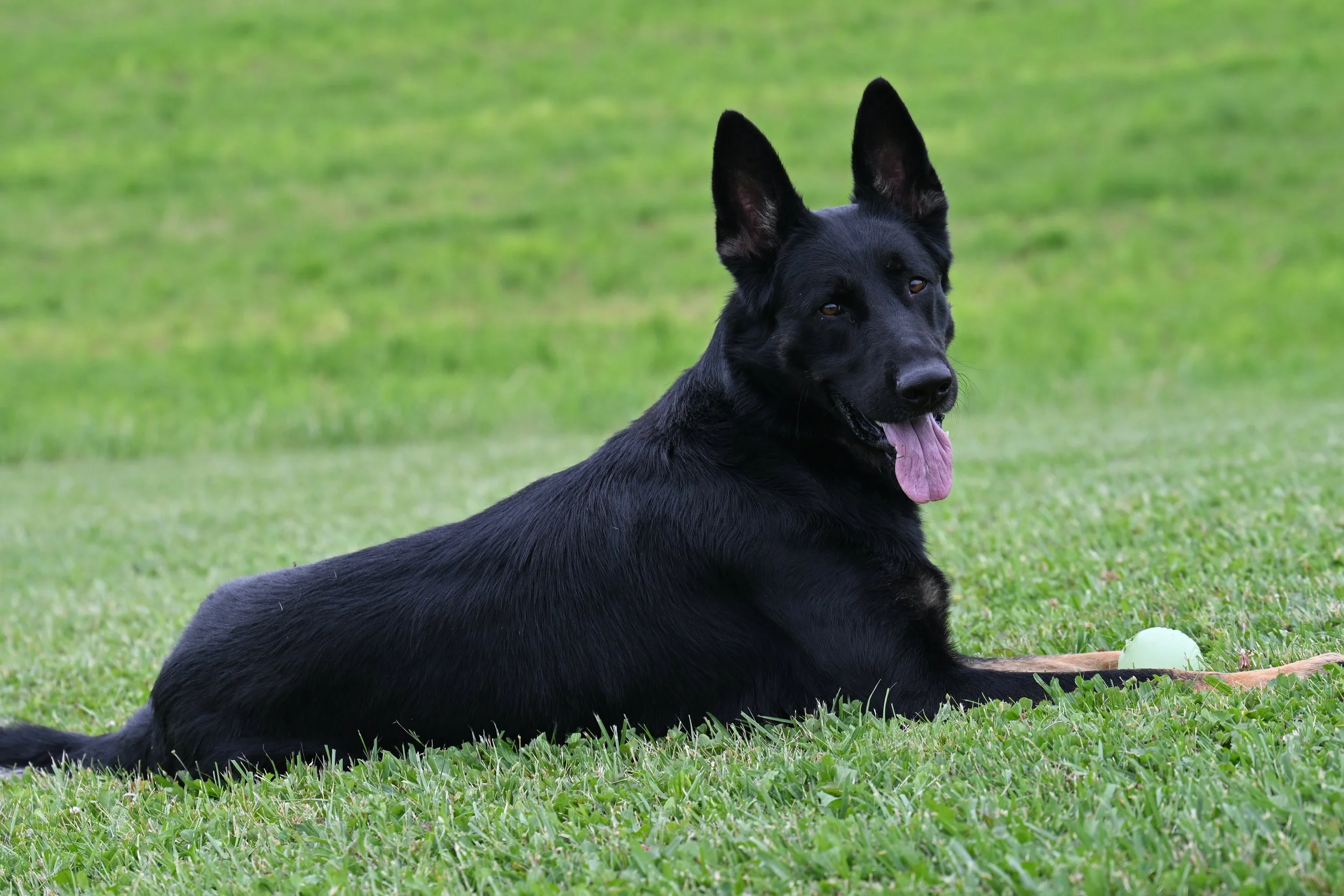 We are expecting a very nice litter from this very good looking male Jack.  Superb health, character, trainability & pedigree with numerous littermates that match.