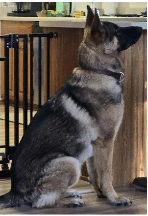 As you know, tomorrow he will be 8 months old.  He's gorgeous, a big puppy with a big personality.  He's very active, loves helping with feeding livestock and collecting everything he can get in his mouth and decorating the house and yard.  He steals