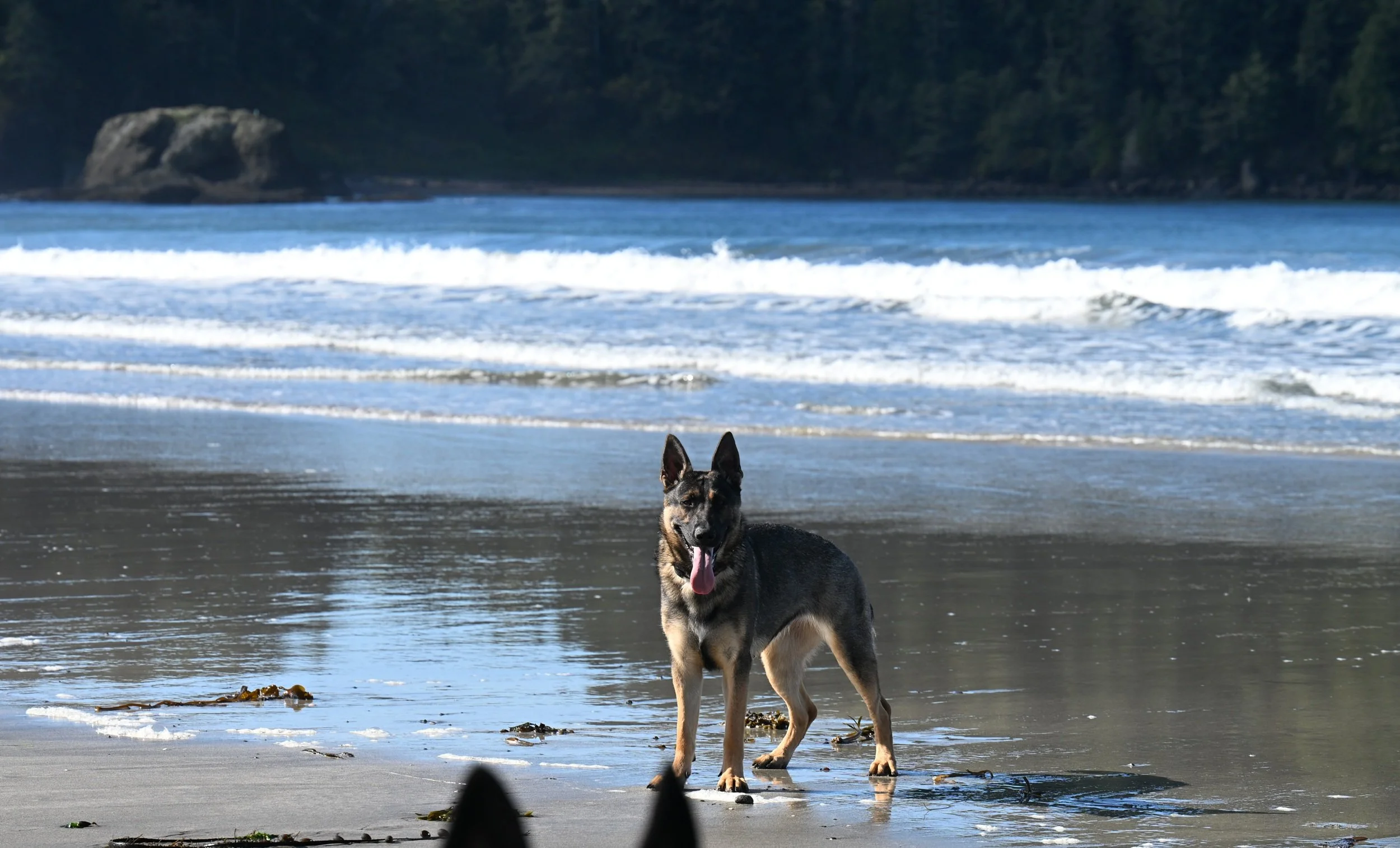 Monet.  Close to the stomping grounds where her sire Police Service Dog Donner, numerous uncles and half-siblings worked the streets.