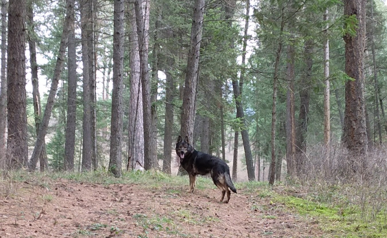 Kona on the trail.