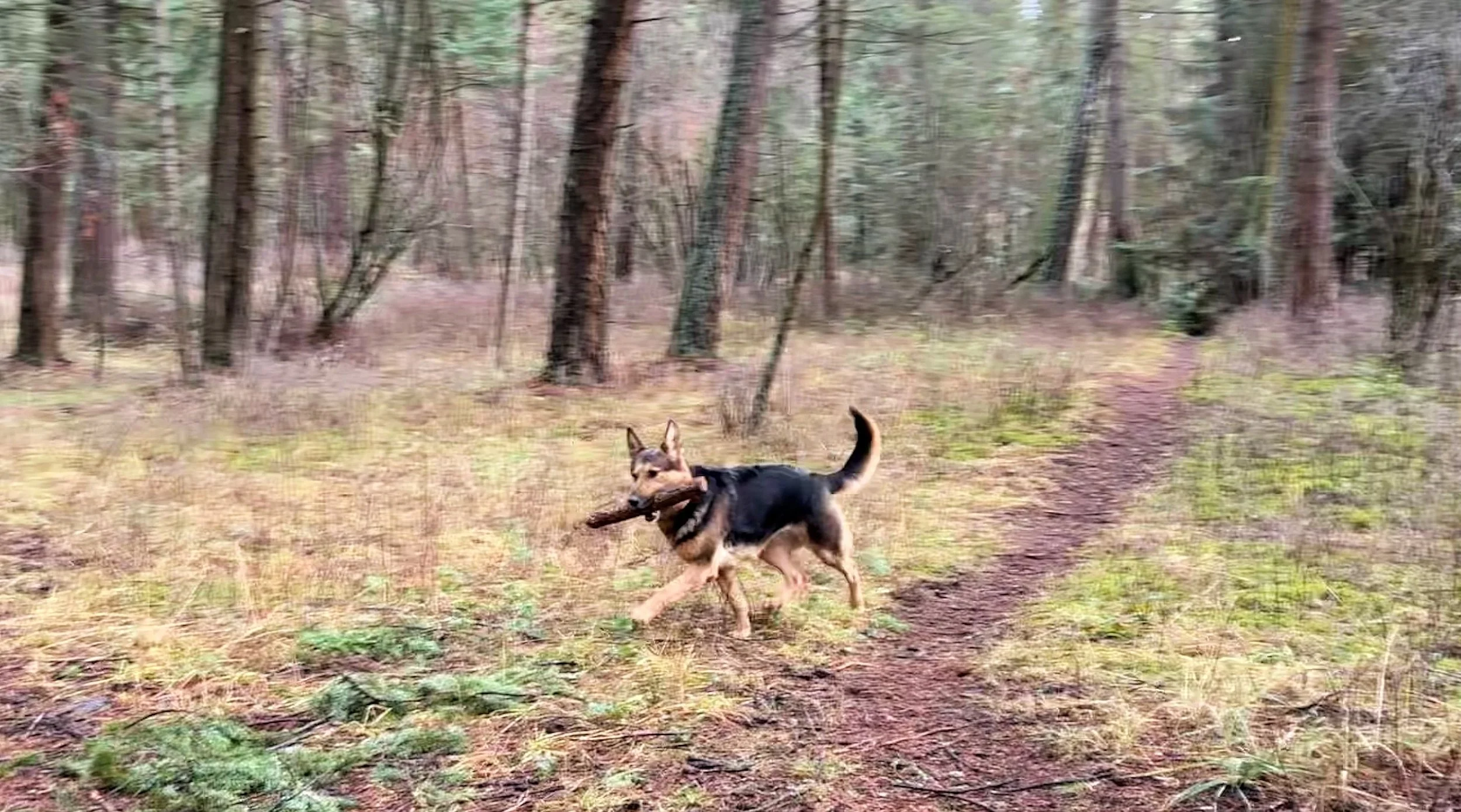 The extremely well bred & beautiful Penny has just finished up breeding to Jack!  Expecting some healthy and very nice working and family prospects.
