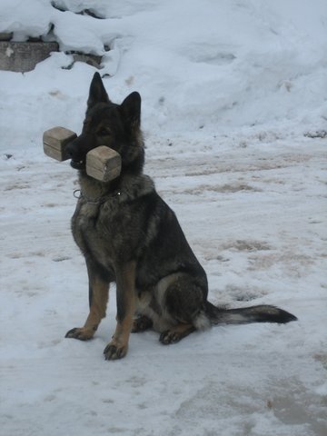 Karo vom Feldhaus; OFA Fair / Normal (at almost 6 yrs of age). Used for breeding in Canadian kennel.