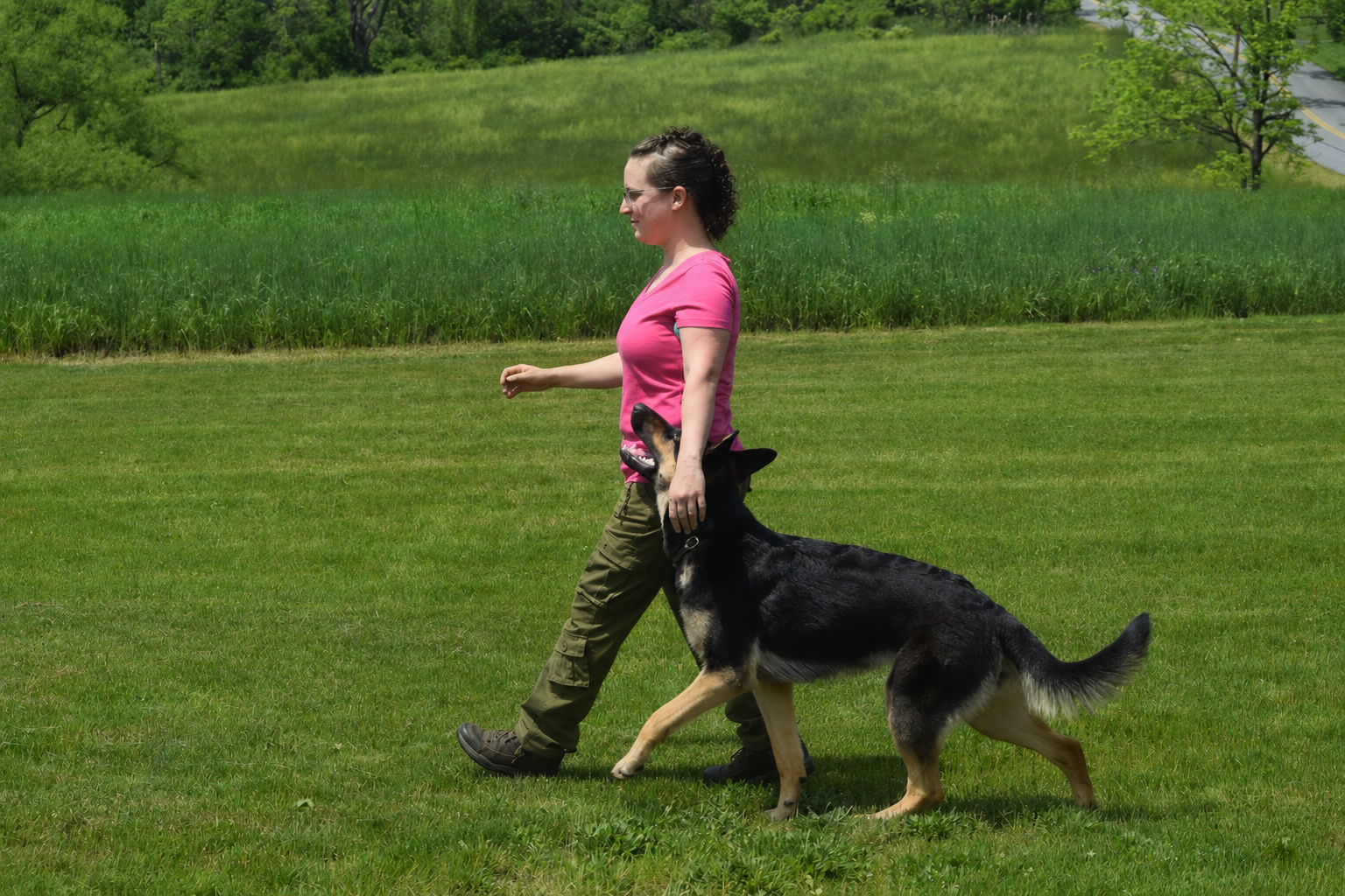 Lisa Russell (owner of Paramount K9 Training) & her young female "Orla" (littermate to our Skye).  They are having fun training in PSA.