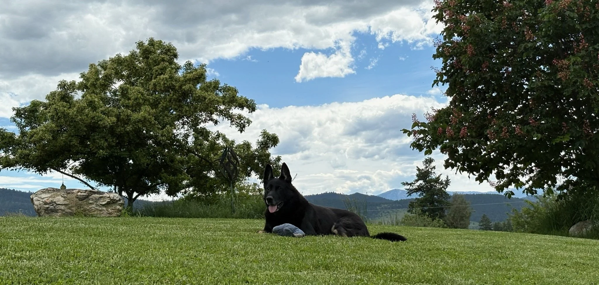 He's officially a teenager! Happy 13th Birthday Xurk!  For 13 years you've given joy and love, everyday!
