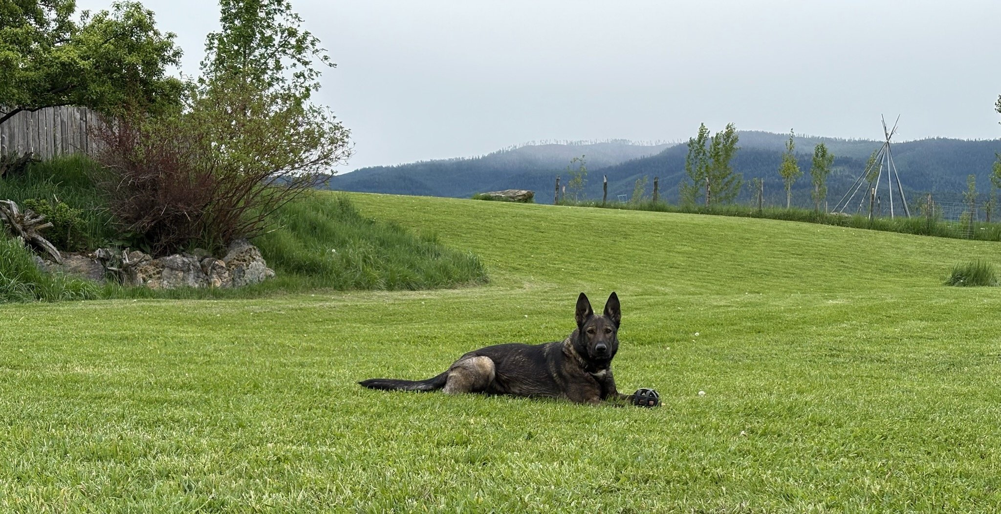 We are fortunate to have many healthy, highly trainable GSD's of top working genetics and incredible beauty.  Enjoy the weekend!