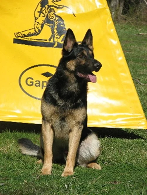 VP-3 ZEKE DANIELS:
3/1/2003 - 3/1/2017 (14 years of age)
(Rocky / Pen son), OFA Good,
owned by Richard & Peggy Daniels, NC.
2006 National Competitor AWDF Championships Gadsden AL
Awarded VP 3 conformation rating in 6–9-month male class.
SchH1 High