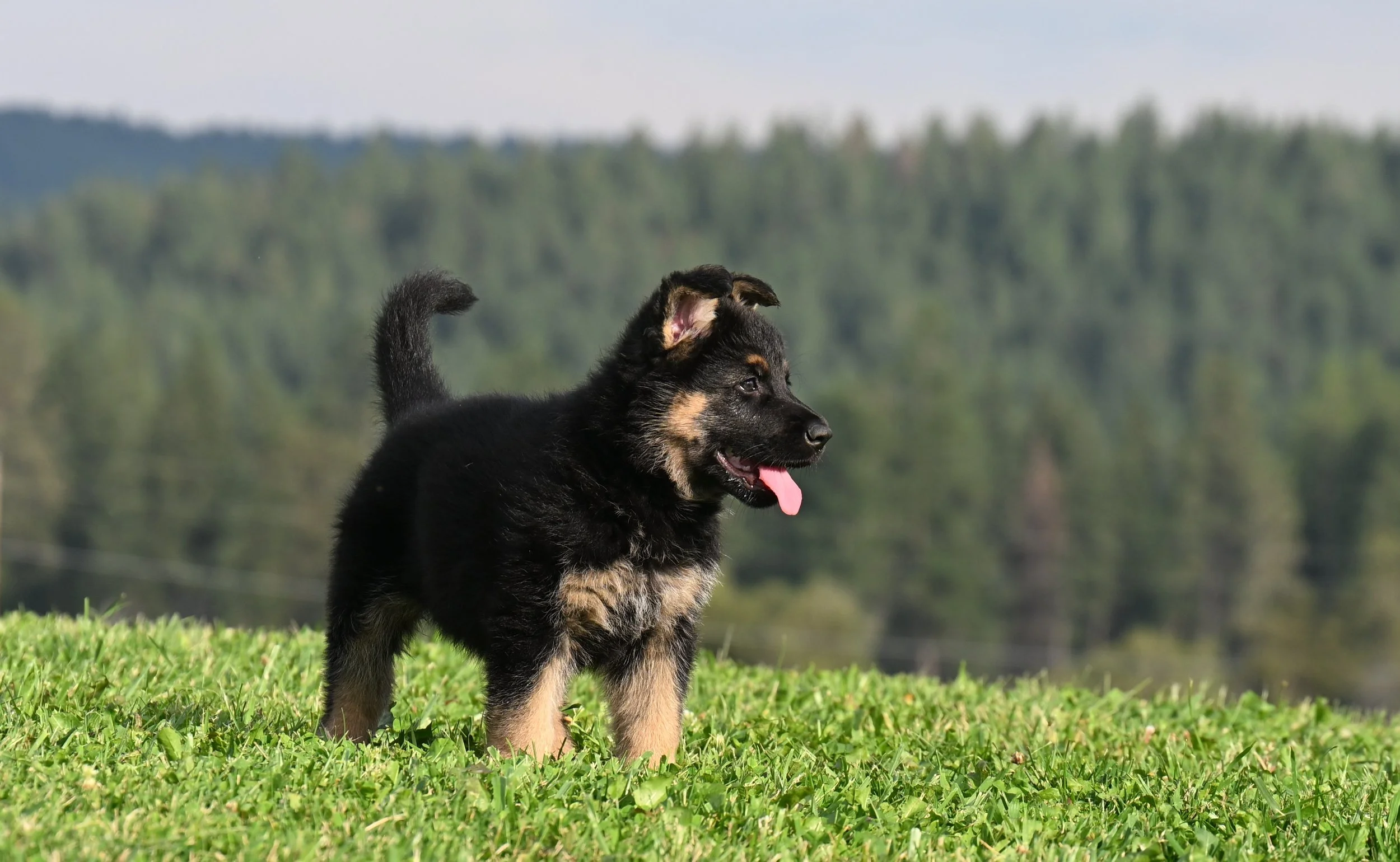A pup with working potential from Penny & Jack. Granddaughter of Xurk & Czar, descendant of Balli Panta-Rel, SG IPO3 Little Bear,....list goes on