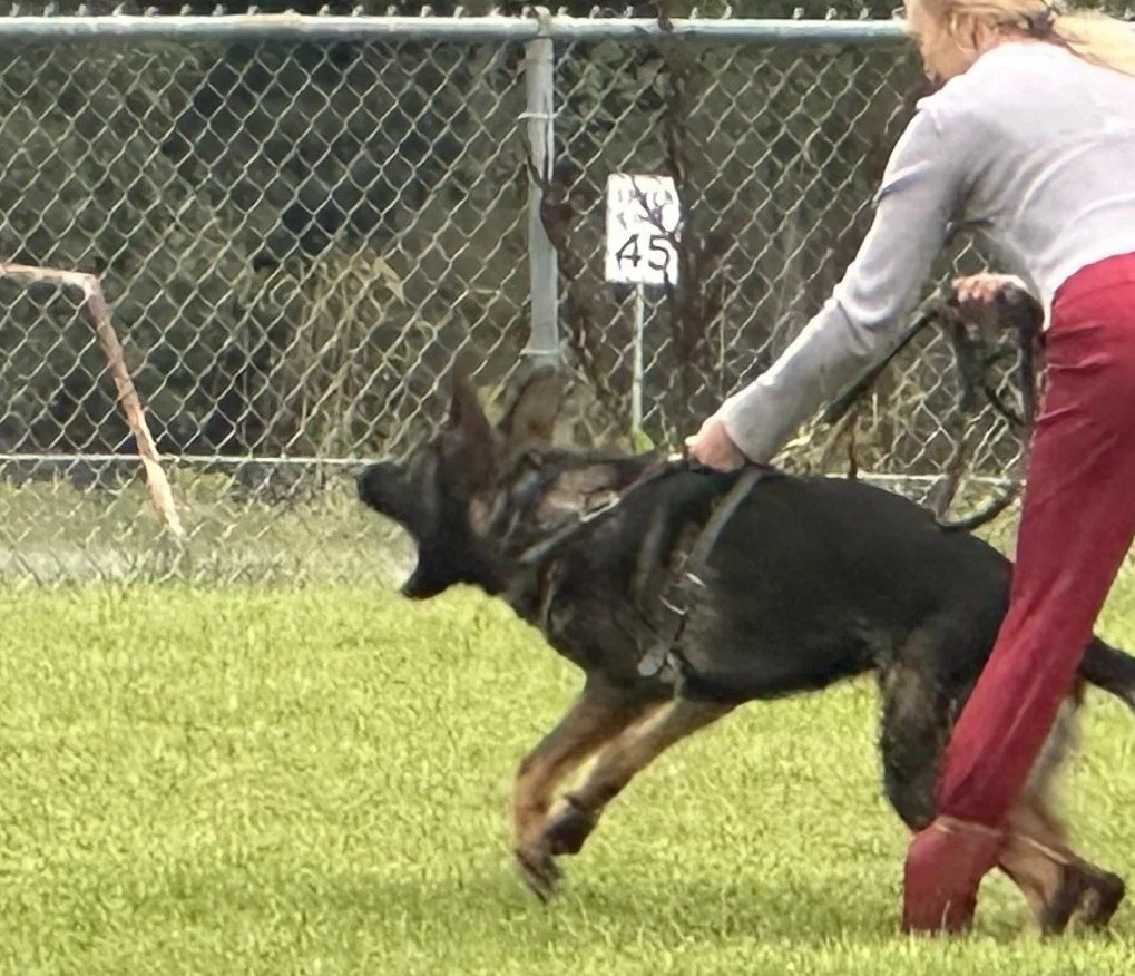 Early training photo, barking at the bad guy.