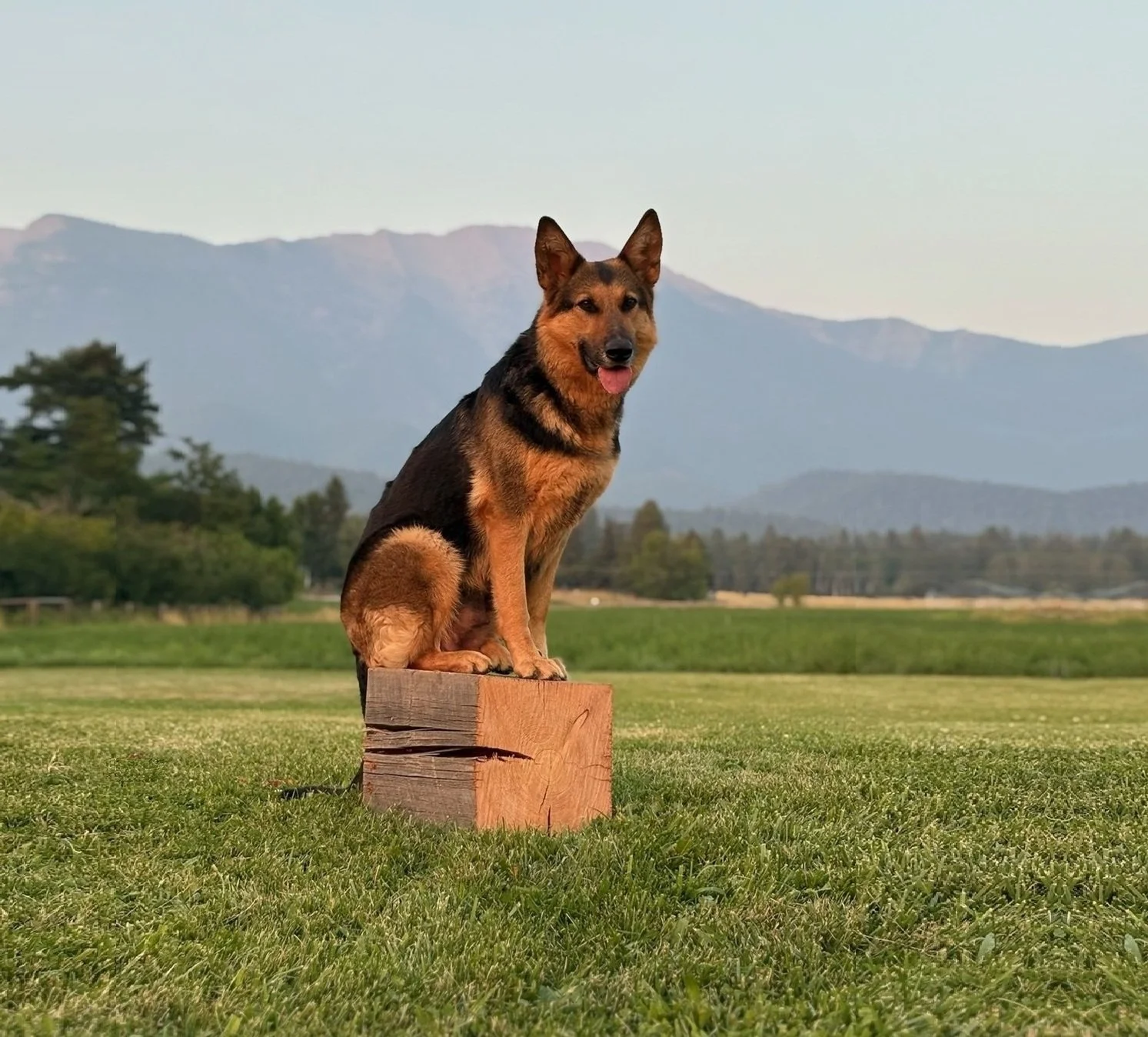 The lovely Penny! Granddaughter of our world renown Balli Panta-Rei, daughter of Czar. Her brother & half-brother PSD Pace & PSD Raddix are working to keep the streets safe in CANADA.