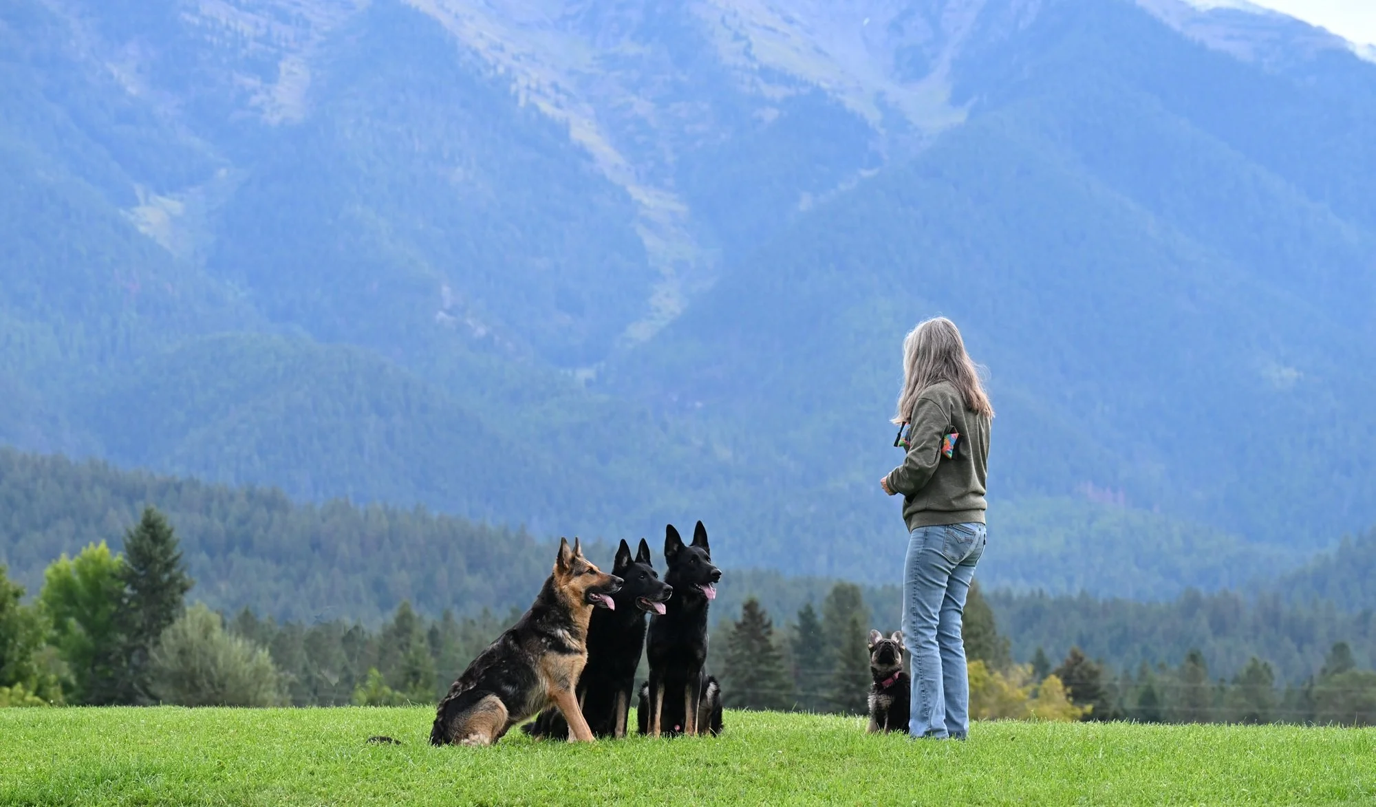 Fun obedience exercise with 9 wk old pup, parents and grandparent.