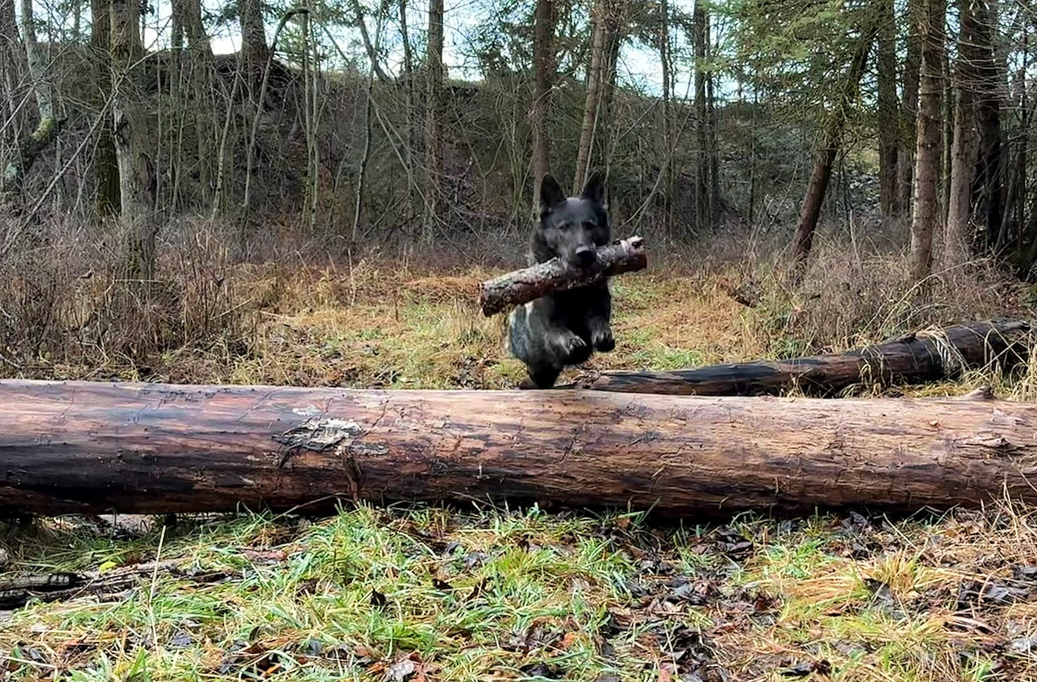 Beautiful Ulka as energetic as always having fun in the forest! Ulka will be bred this spring to either Kobuk or Jack!