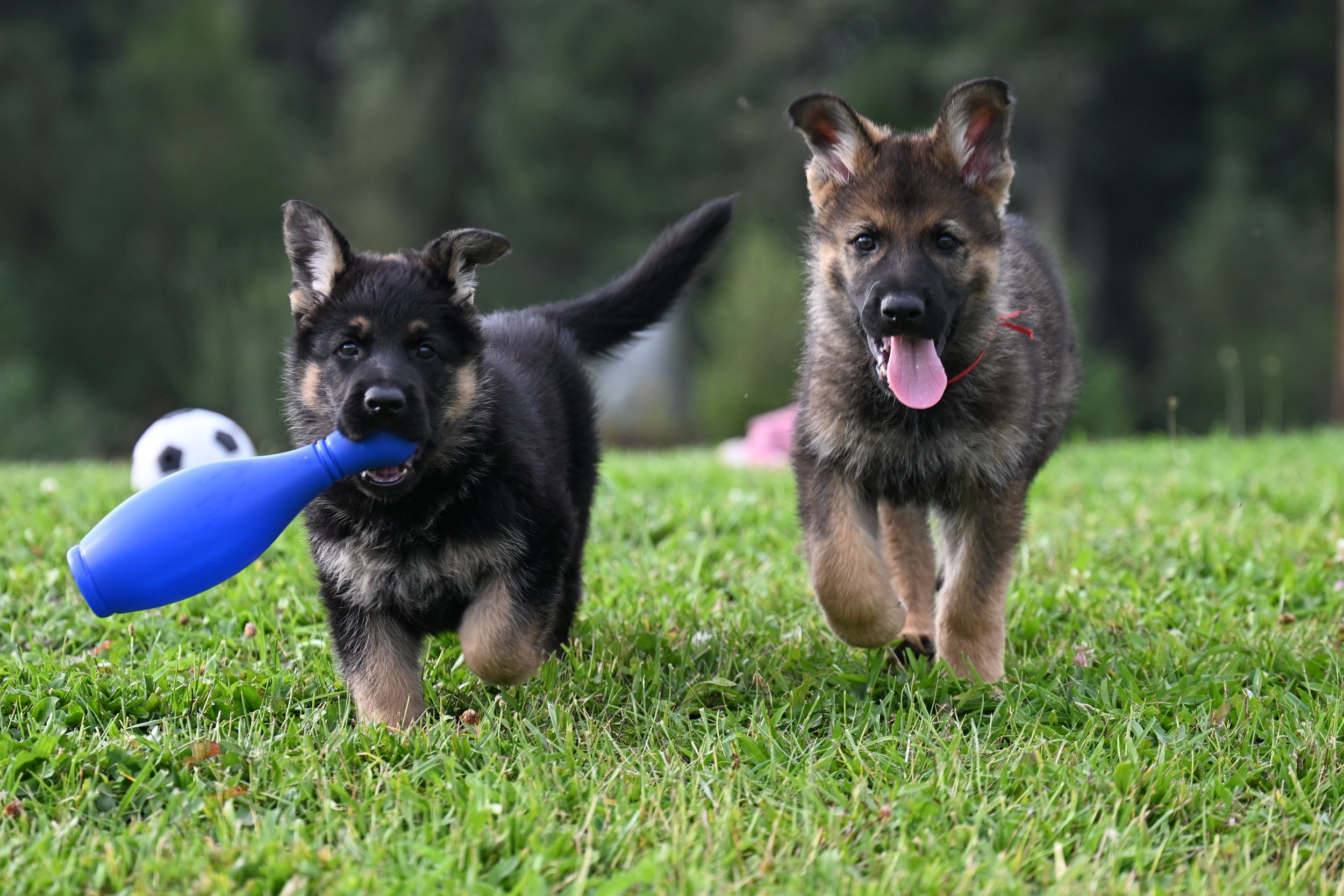 Fun evening of puppy antics with two different litters.