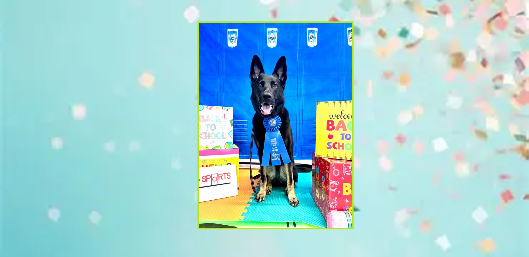 When she’s not busy working missing person cases for law enforcement, SAR Miss Lexi likes to “dabble” in AKC Obedience and Rally. She preformed outstanding in both. Lexi just earned 193 in Open Preferred! Another difficult title added to her long lis