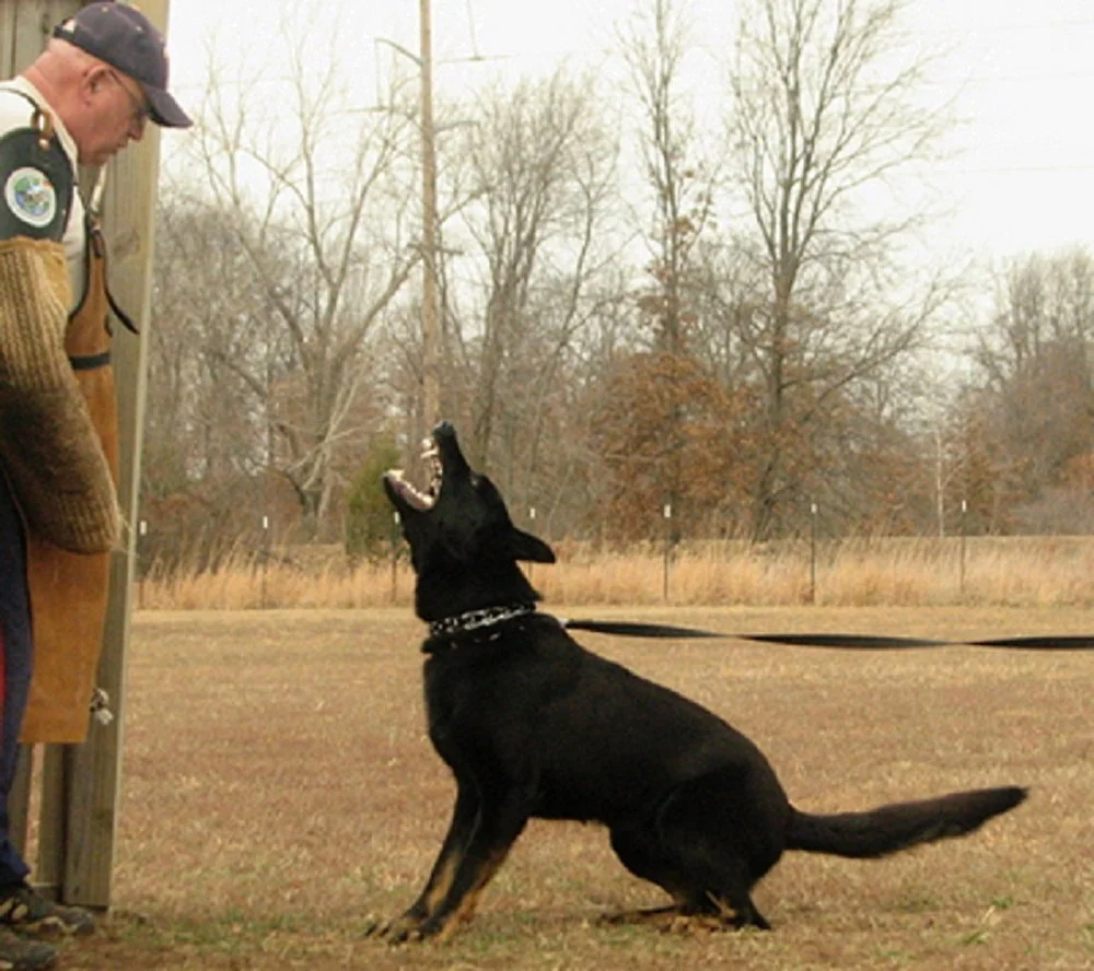 V OTTO of SAPPHIRE MOUNTAIN;
July 24, 2005 - Dec 6, 2018 (lived 13.3 years)
Kkl 1 LBZ, Good /Normal CGC BH AD TD TDX SchH3 FH1.
Otto (call name “Shasta”) was owned by Dave MacDougall of KS.
Otto & Dave earned SchH1 on 11-28-2009 under Judge Johannes