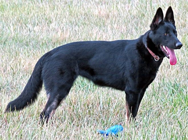 Touche' of Sapphire Mountain;
OFA Preliminary Good / Normal, CGC, CGCA, TD, ACT 1. B-H.O.T (Breeder-Handler.Owner.Trained). Producer of working offspring.