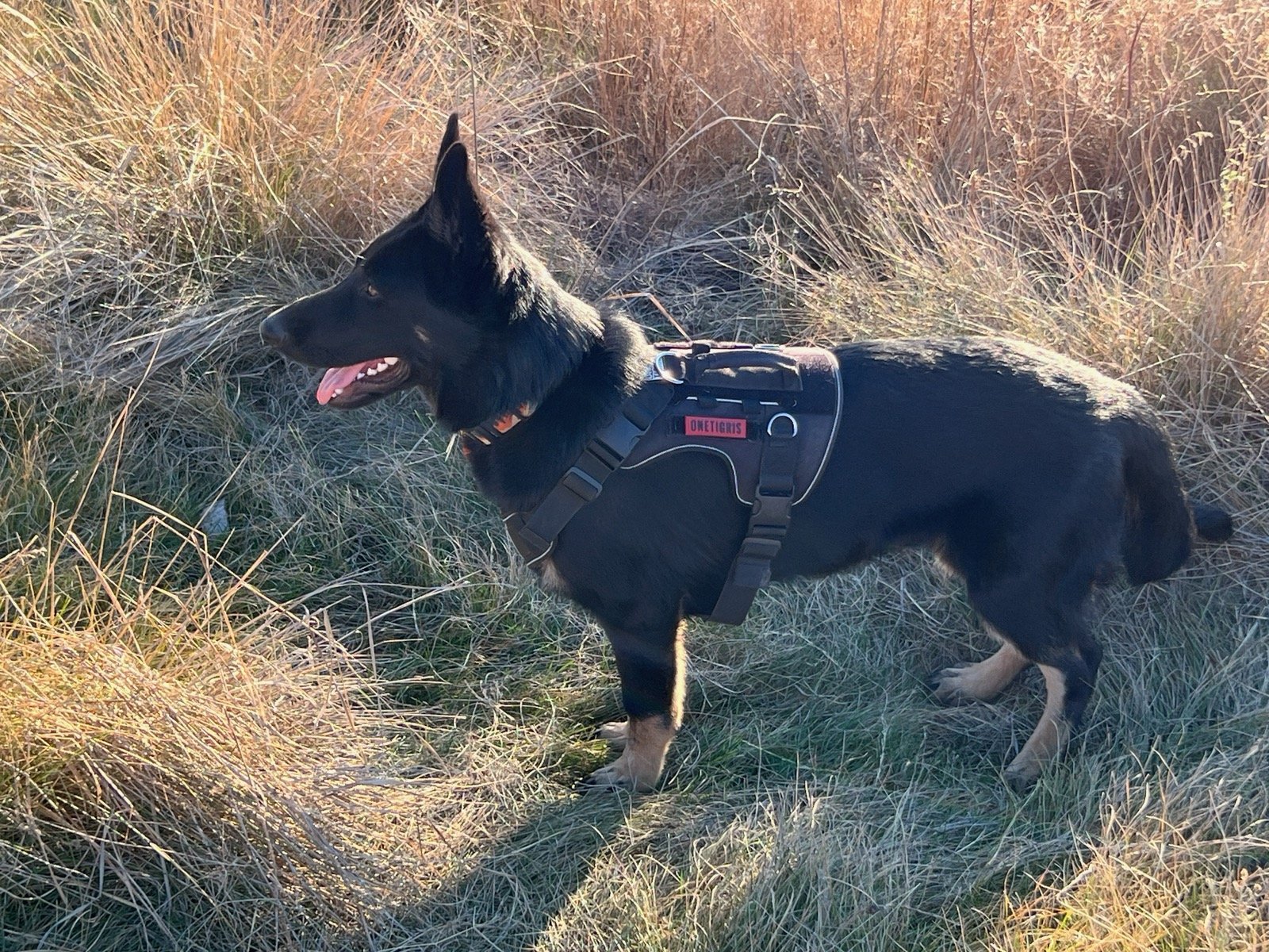 Hi Ramona & Michelle, Today is Max's 6-month birthday and I thought you'd enjoy a few recent photos and video. Max is doing very well. Yesterday we finished a 6-month training program and he continues to improve in most basic training areas. We recei