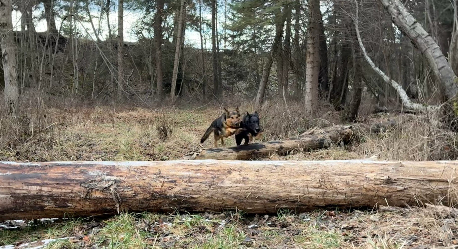 Penny with daughter Lovely Skye having fun in the forest.