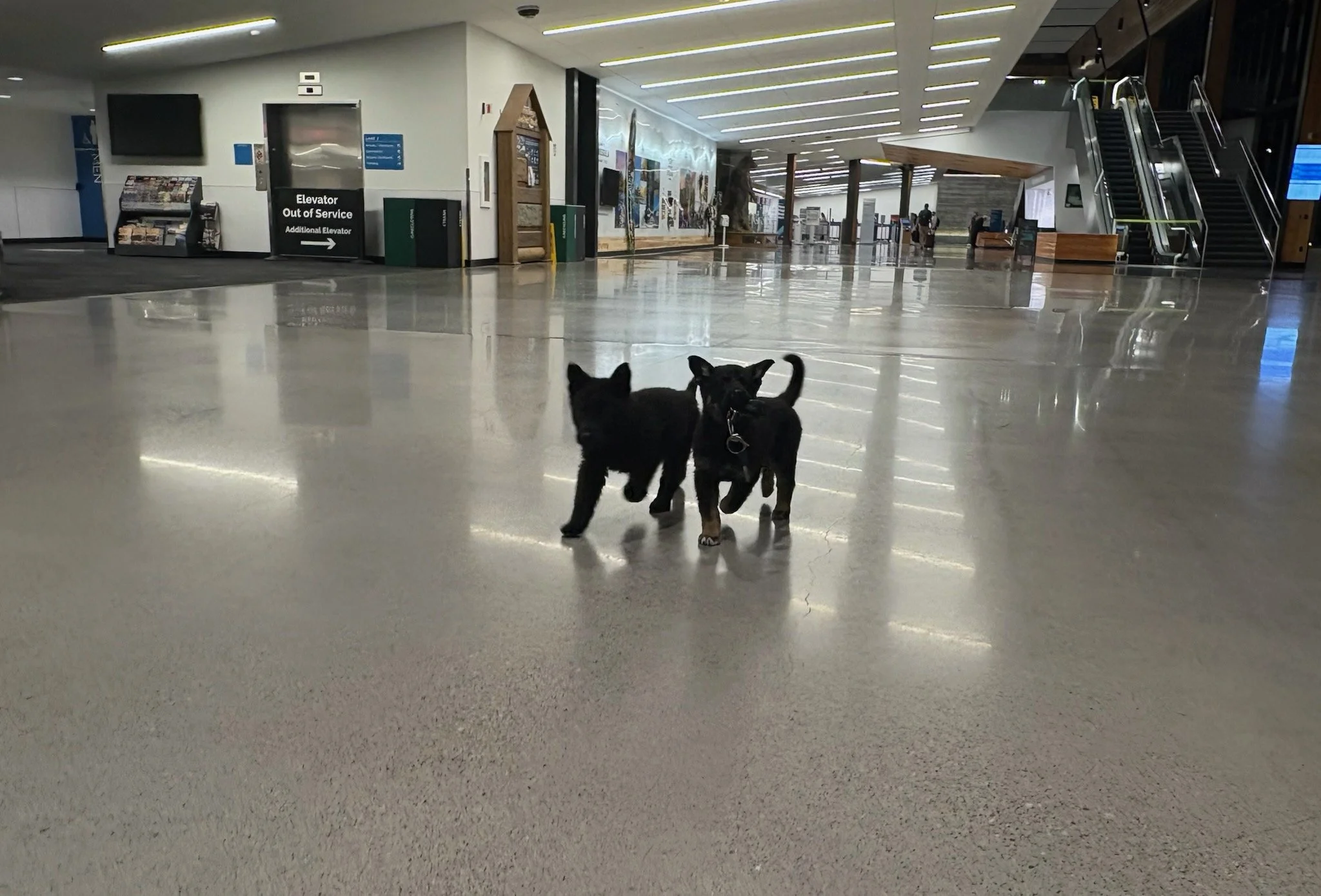 Pups doing just fine on a shiny floor retrieving set of keys. One pup placed as a Search & Rescue prospect.