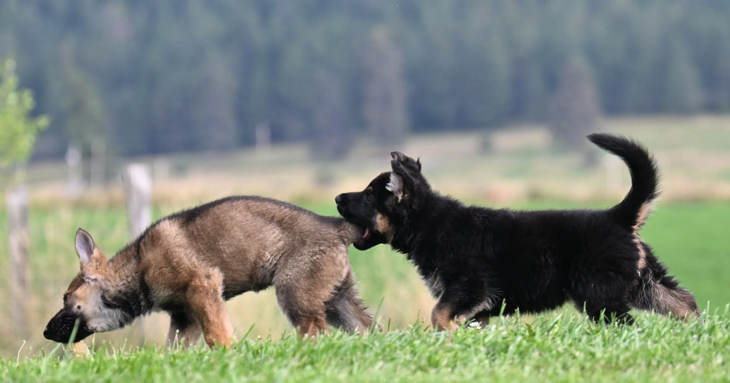 More puppy antics!