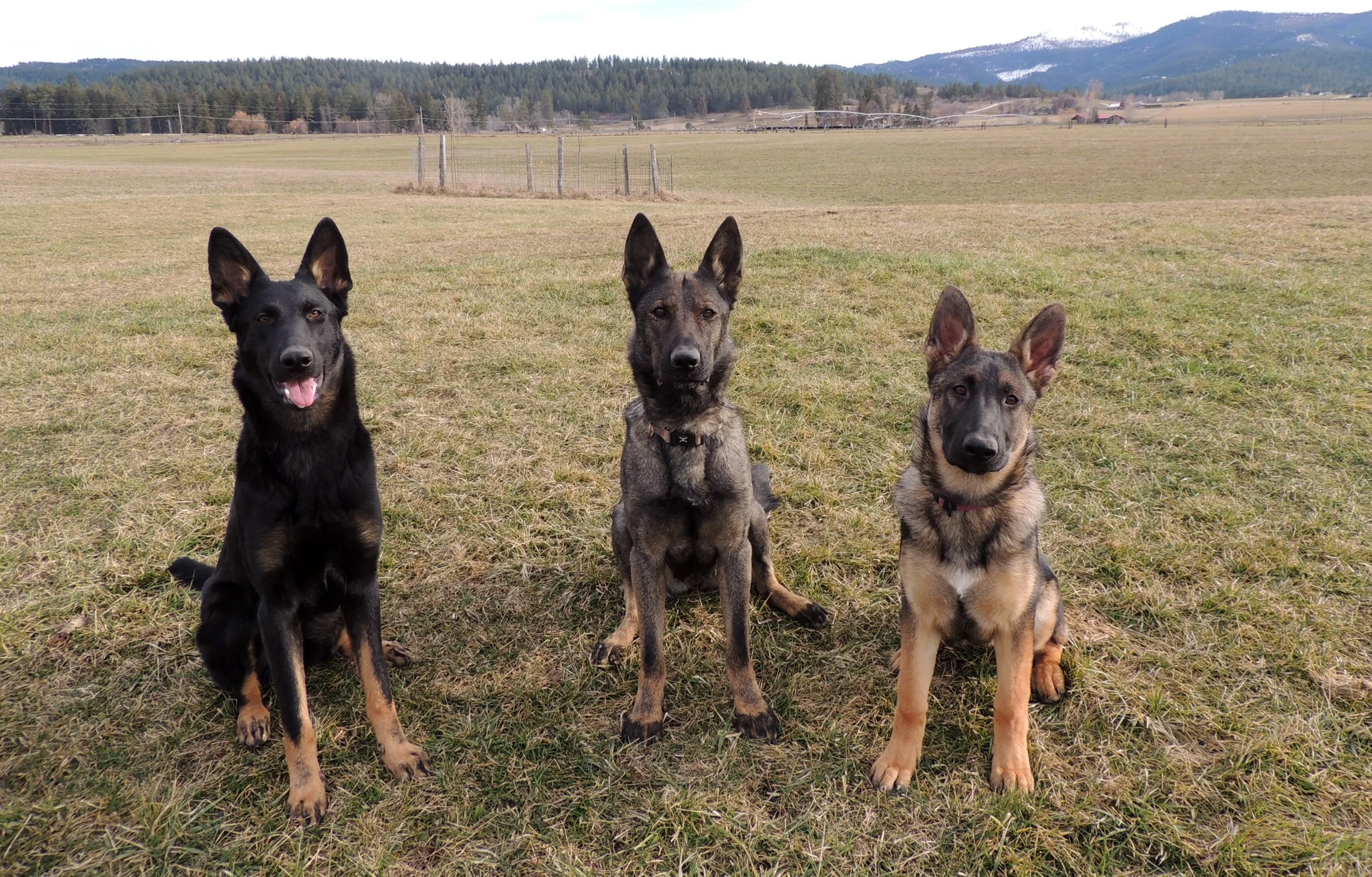 Three wonderful females, ages 1 yr /  4 yrs / 6 months.